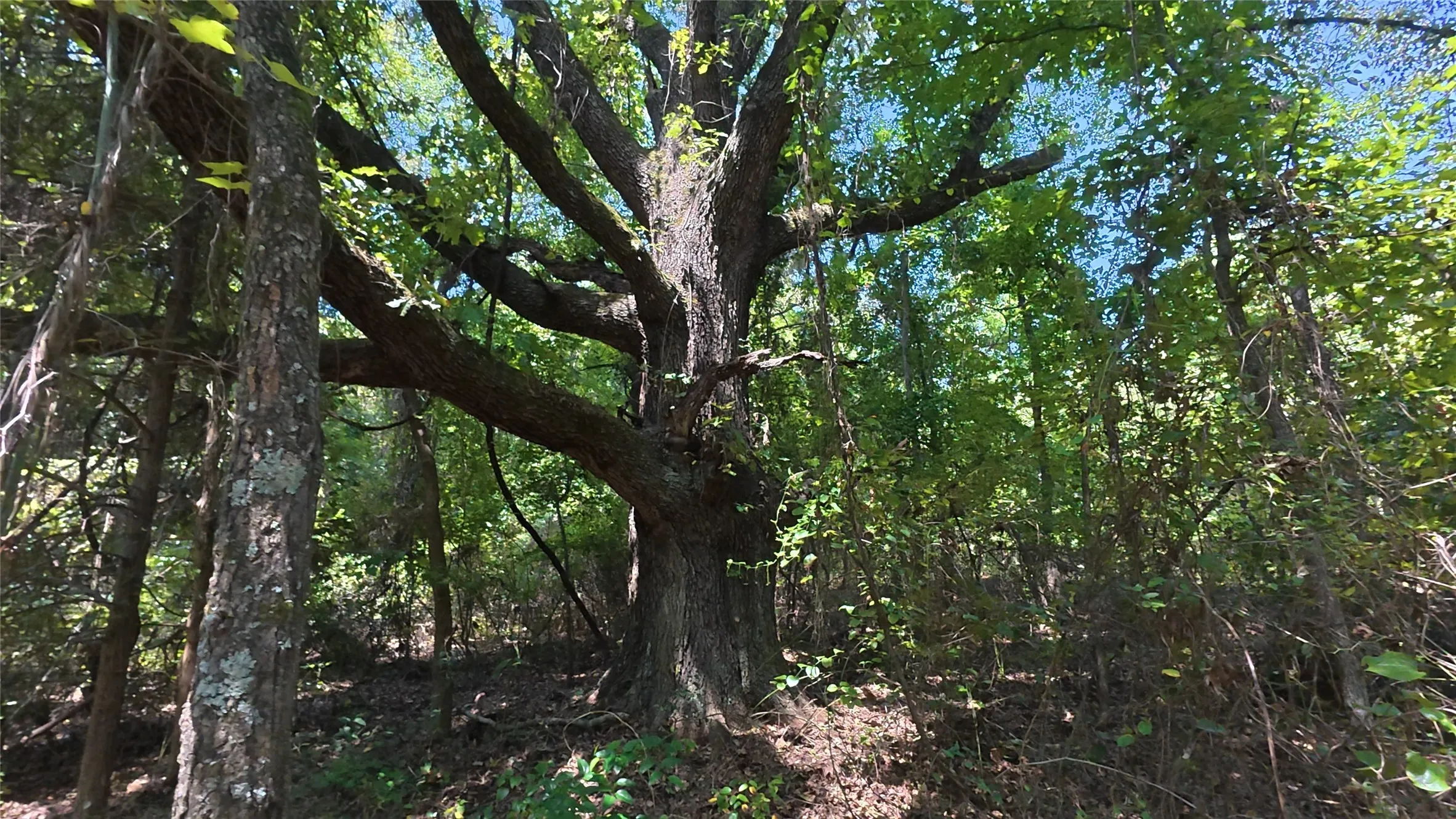 Mature trees with extensive canopy