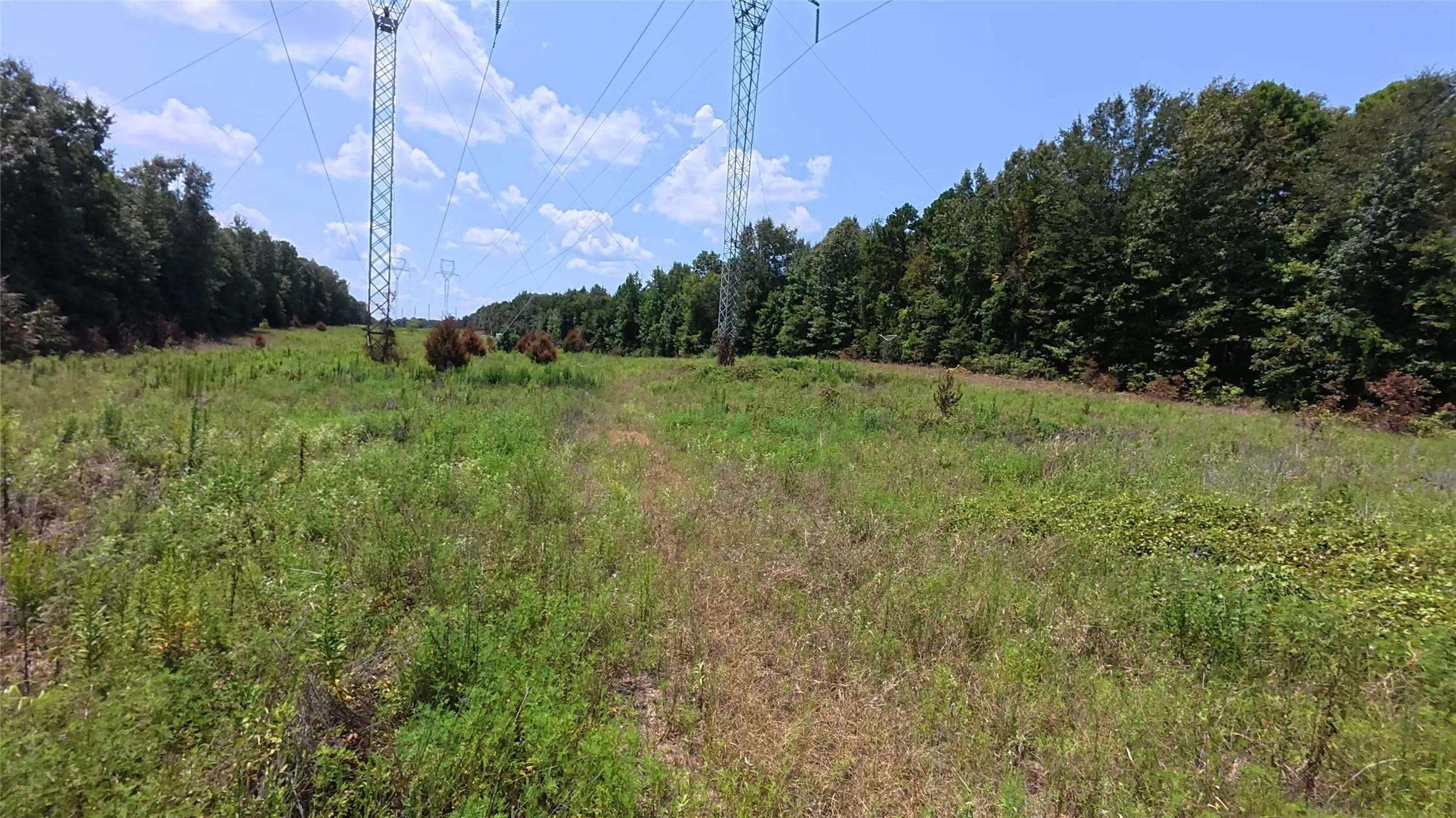 Expansive open land featuring diverse vegetation and distant mature trees