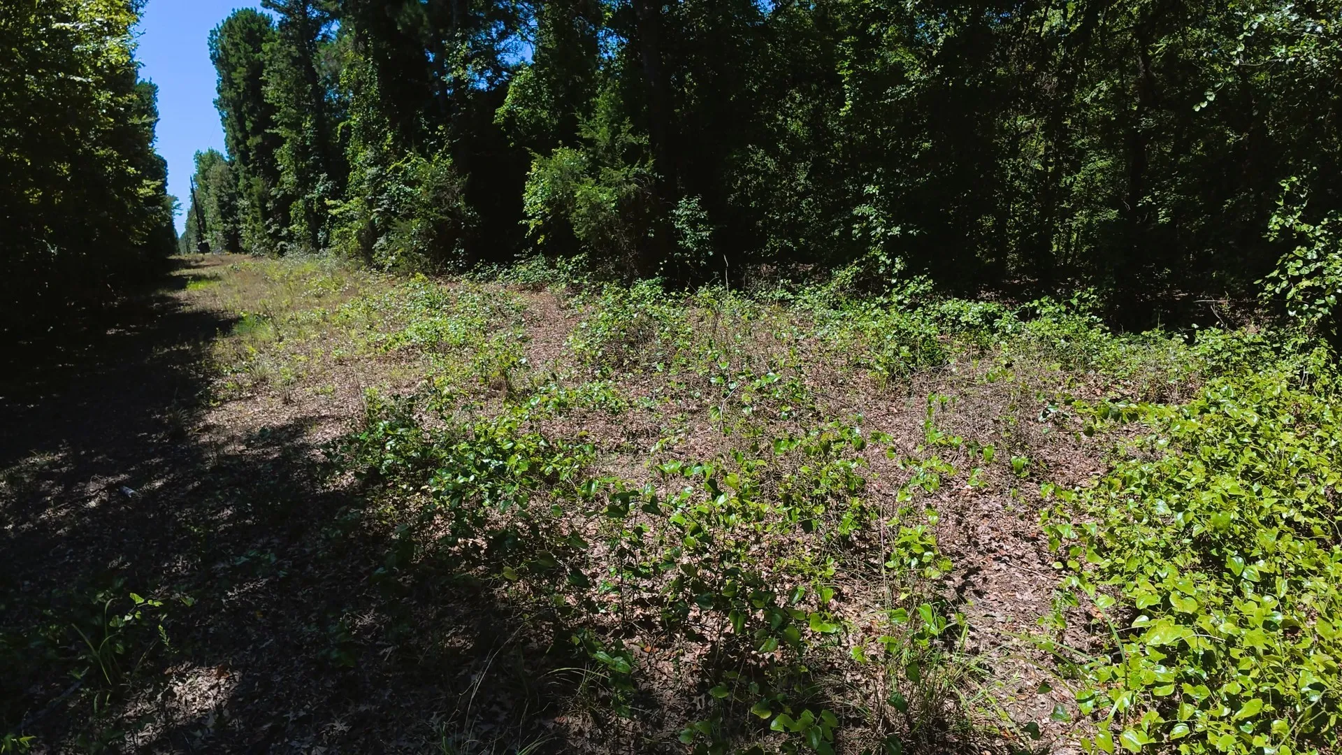 Unimproved Land For Sale in Camp County , TBD40 CR 4244, Pittsburg, Texas 75686, 0, 0, Garage spaces, 0 Sqft, built in 0, mls#21351401, Real Estate Agent in Pittsburg, Homes For Sale in Camp county, Homes For Sale in Pittsburg, Realtor in Pittsburg Texas, Real Estate Brokerage Independent Realty Texas, Luminita Cordes Realtor