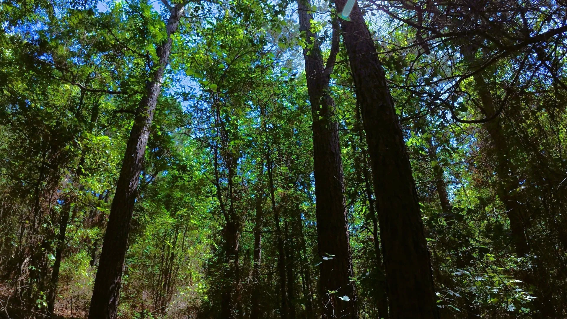 Unimproved Land For Sale in Camp County , TBD40 CR 4244, Pittsburg, Texas 75686, 0, 0, Garage spaces, 0 Sqft, built in 0, mls#21351401, Real Estate Agent in Pittsburg, Homes For Sale in Camp county, Homes For Sale in Pittsburg, Realtor in Pittsburg Texas, Real Estate Brokerage Independent Realty Texas, Luminita Cordes Realtor