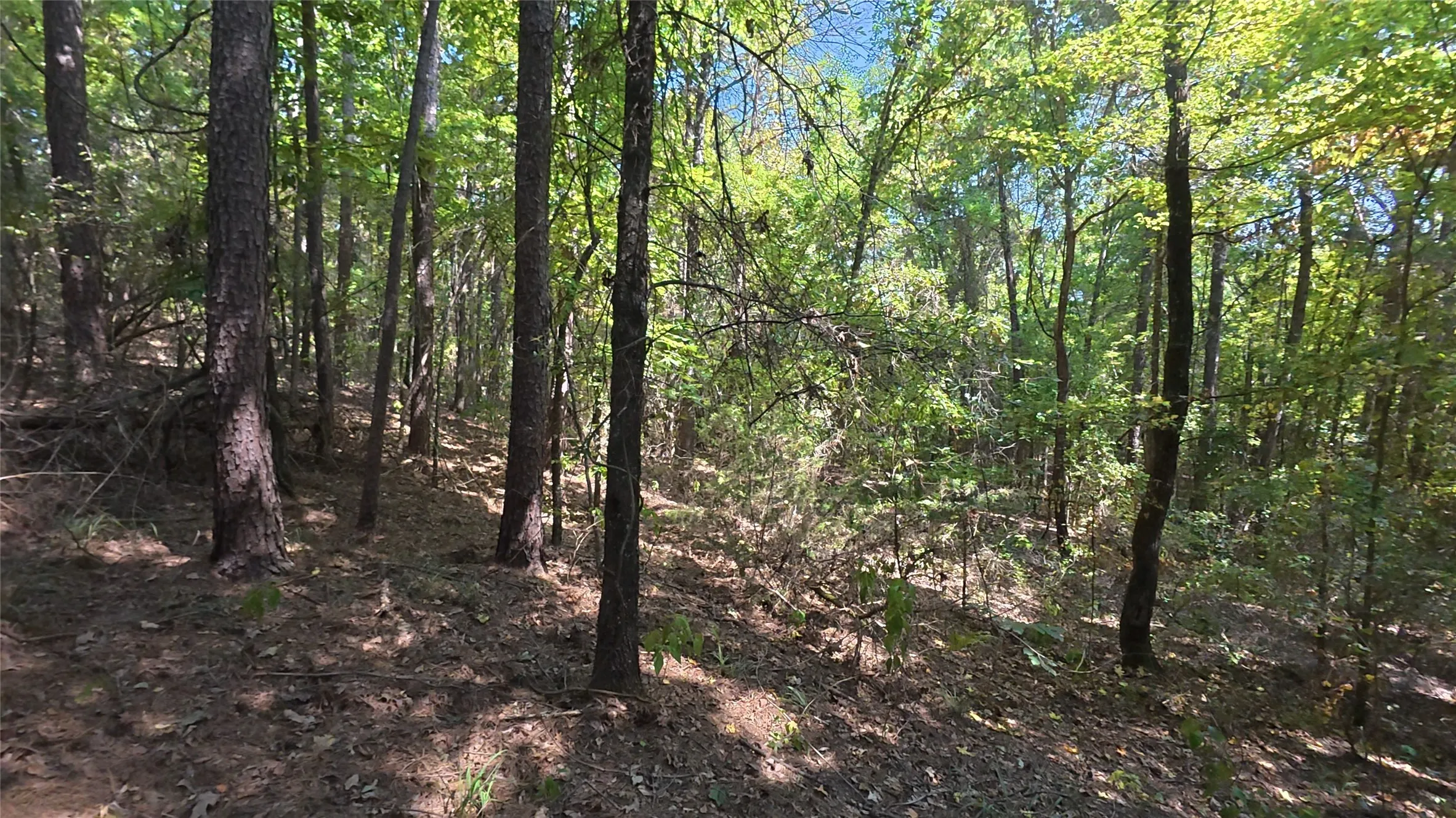 Wooded lot with mature trees and natural ground cover