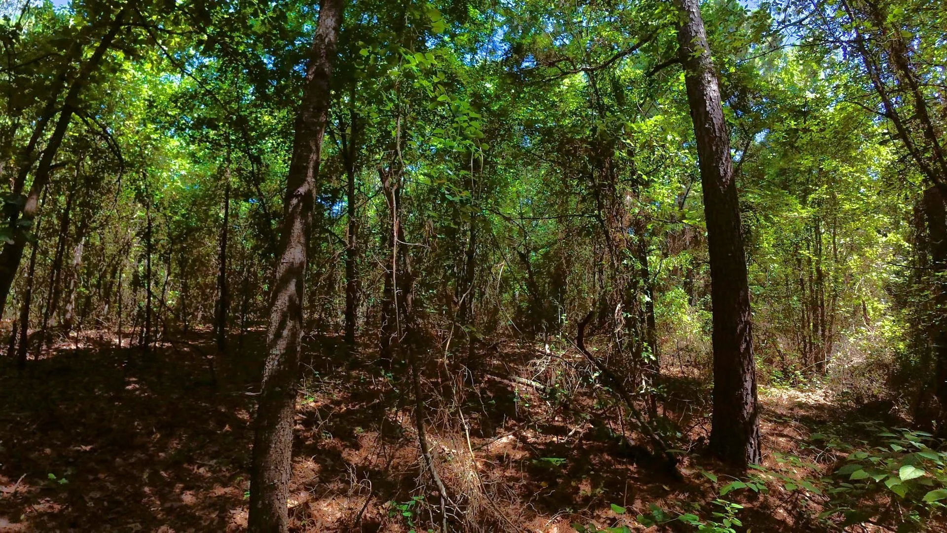 Unimproved Land For Sale in Camp County , TBD40 CR 4244, Pittsburg, Texas 75686, 0, 0, Garage spaces, 0 Sqft, built in 0, mls#21351401, Real Estate Agent in Pittsburg, Homes For Sale in Camp county, Homes For Sale in Pittsburg, Realtor in Pittsburg Texas, Real Estate Brokerage Independent Realty Texas, Luminita Cordes Realtor