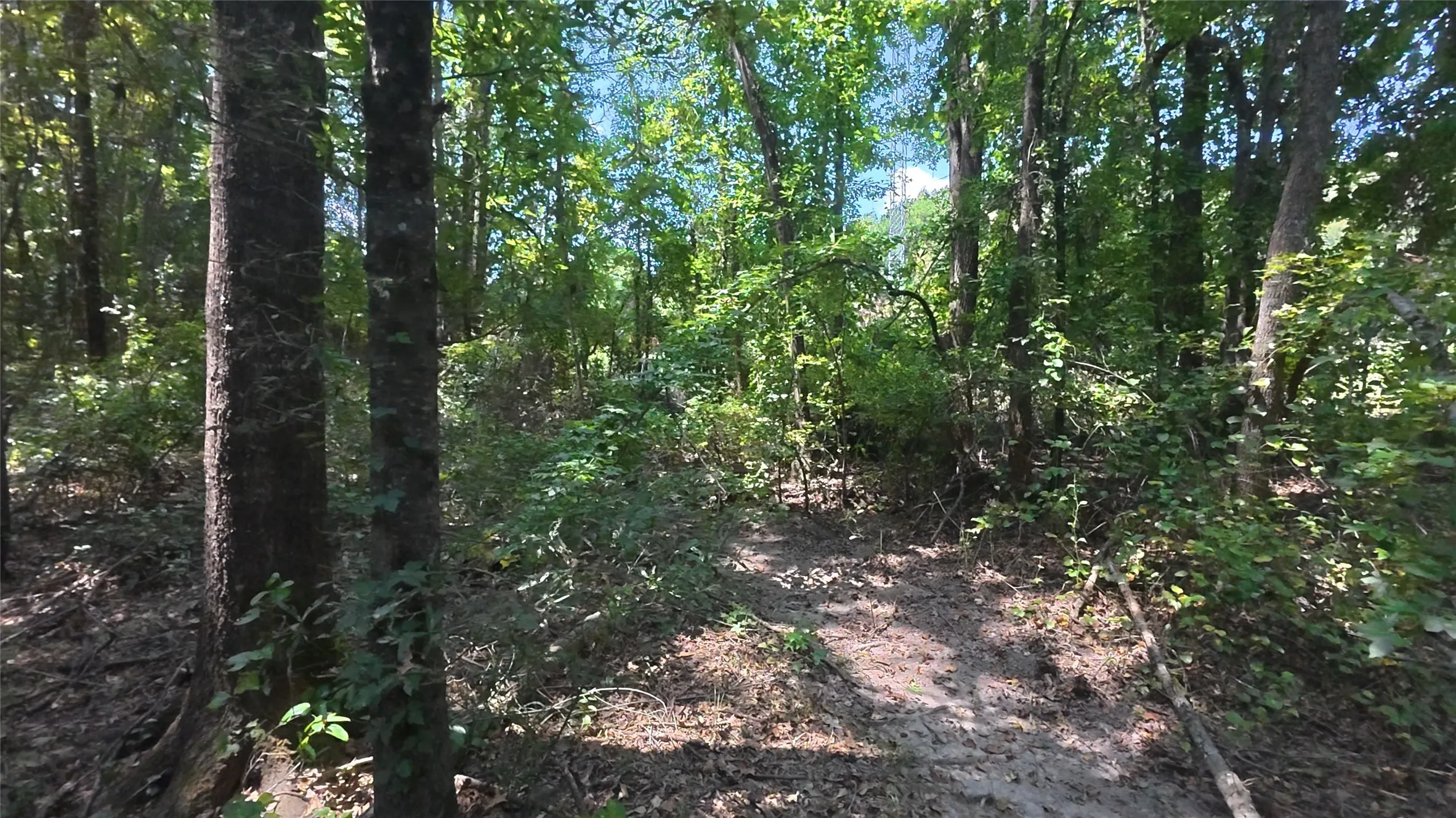 Wooded lot featuring mature trees and established ground cover