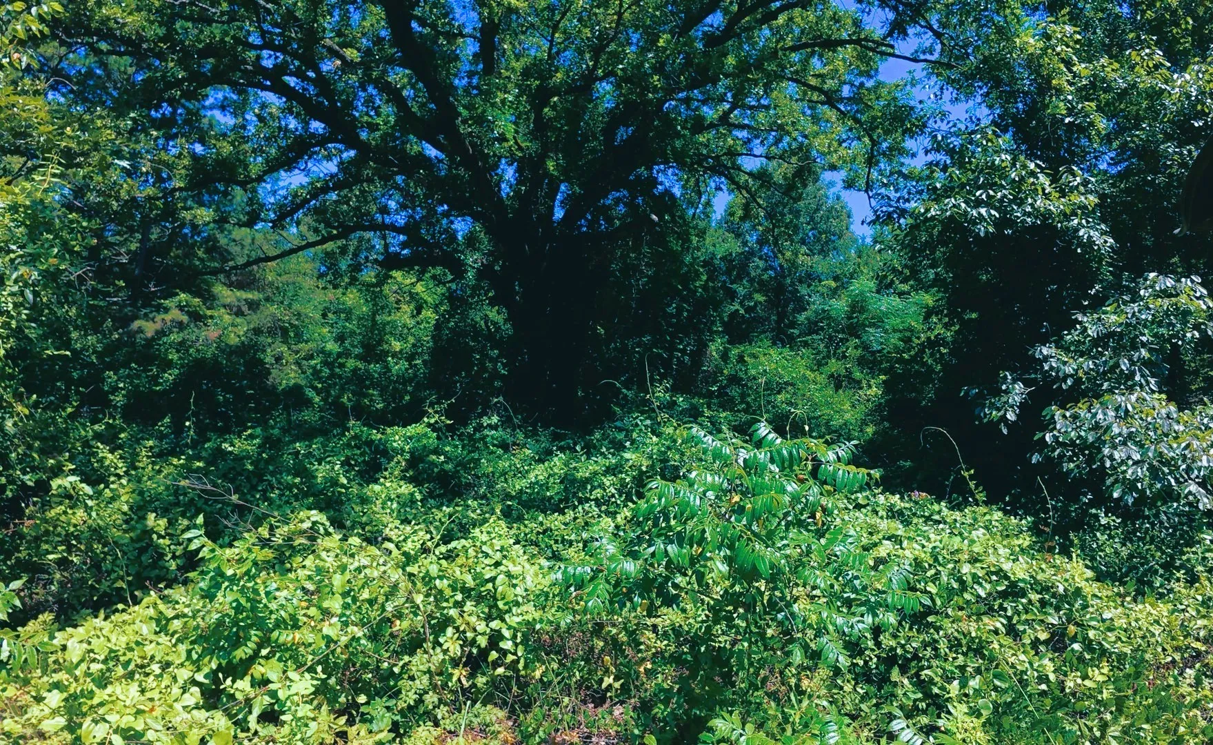 Unimproved Land For Sale in Camp County , TBD40 CR 4244, Pittsburg, Texas 75686, 0, 0, Garage spaces, 0 Sqft, built in 0, mls#21351401, Real Estate Agent in Pittsburg, Homes For Sale in Camp county, Homes For Sale in Pittsburg, Realtor in Pittsburg Texas, Real Estate Brokerage Independent Realty Texas, Luminita Cordes Realtor