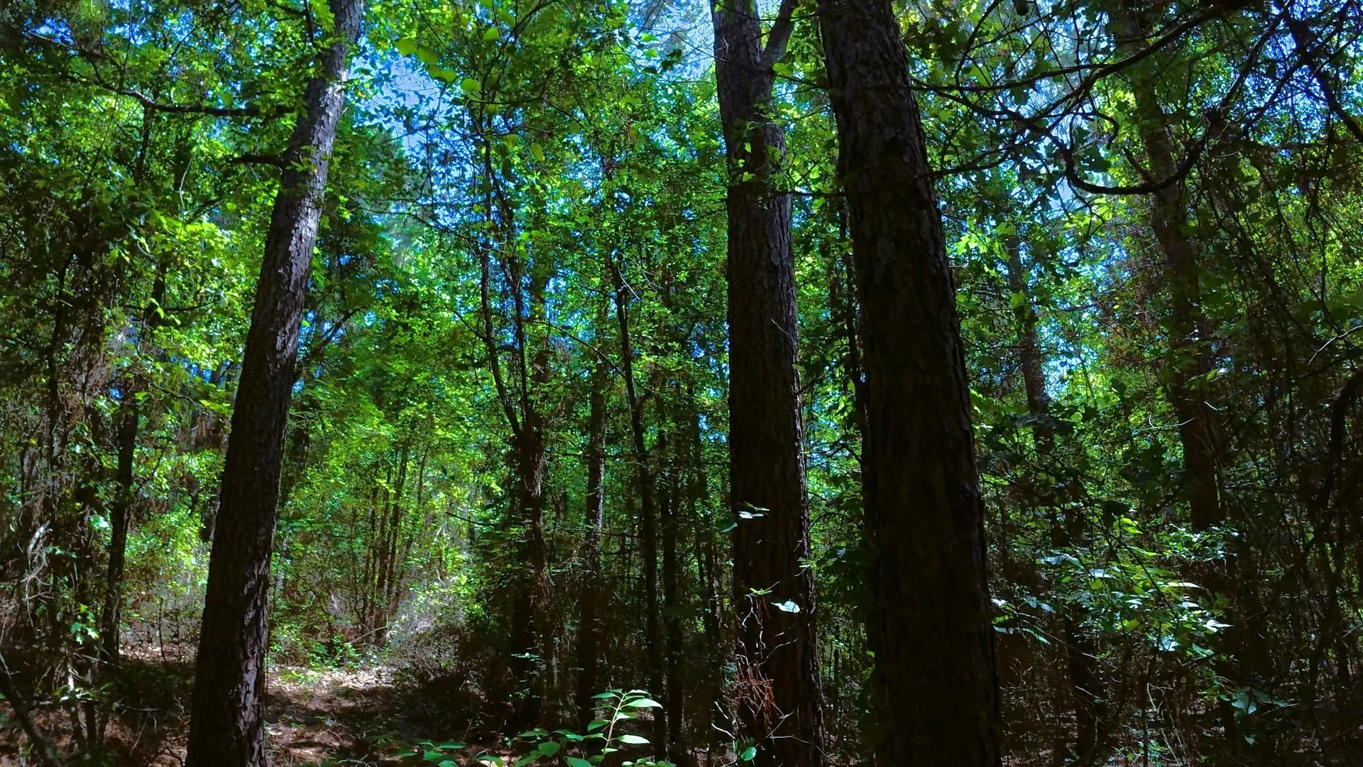Unimproved Land For Sale in Camp County , TBD40 CR 4244, Pittsburg, Texas 75686, 0, 0, Garage spaces, 0 Sqft, built in 0, mls#21351401, Real Estate Agent in Pittsburg, Homes For Sale in Camp county, Homes For Sale in Pittsburg, Realtor in Pittsburg Texas, Real Estate Brokerage Independent Realty Texas, Luminita Cordes Realtor