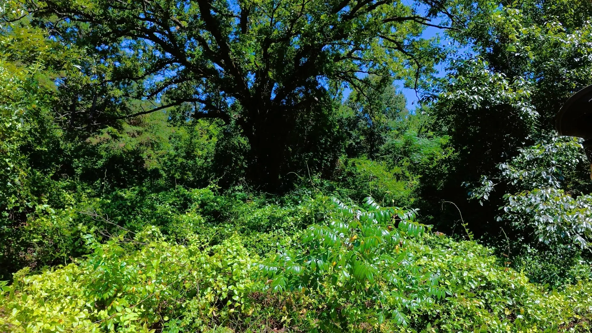 Unimproved Land For Sale in Camp County , TBD40 CR 4244, Pittsburg, Texas 75686, 0, 0, Garage spaces, 0 Sqft, built in 0, mls#21351401, Real Estate Agent in Pittsburg, Homes For Sale in Camp county, Homes For Sale in Pittsburg, Realtor in Pittsburg Texas, Real Estate Brokerage Independent Realty Texas, Luminita Cordes Realtor