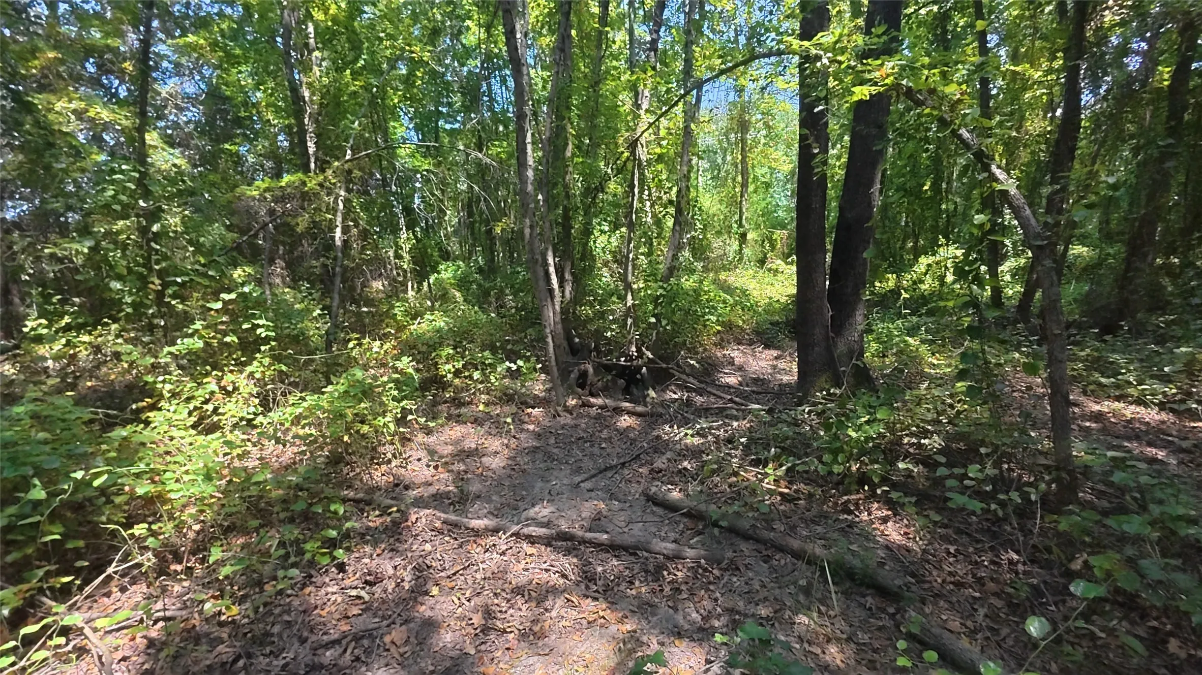 Wooded property featuring mature trees and natural ground cover