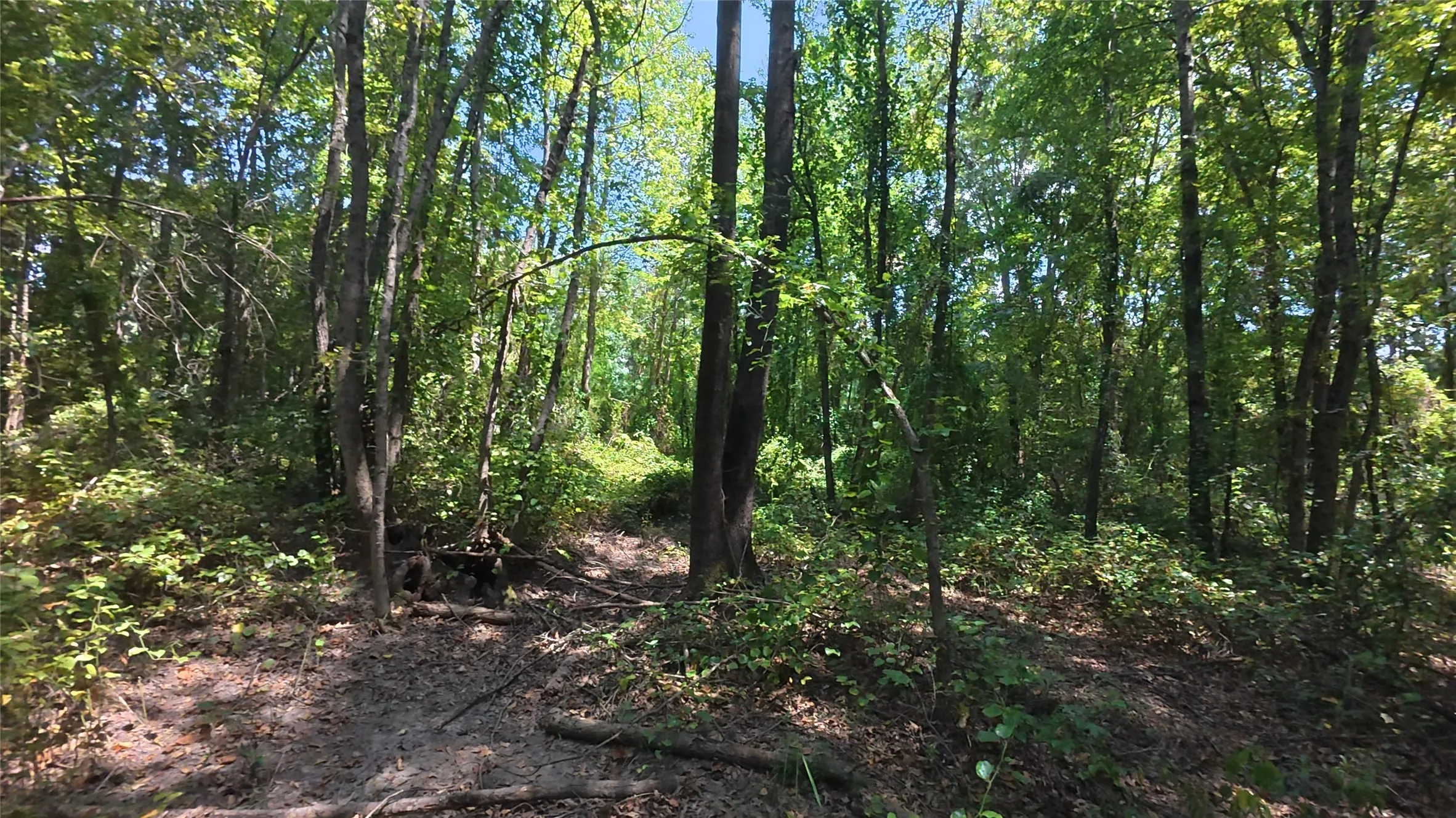 Mature tree coverage with dappled sunlight, extensive natural vegetation, and a clear forest floor