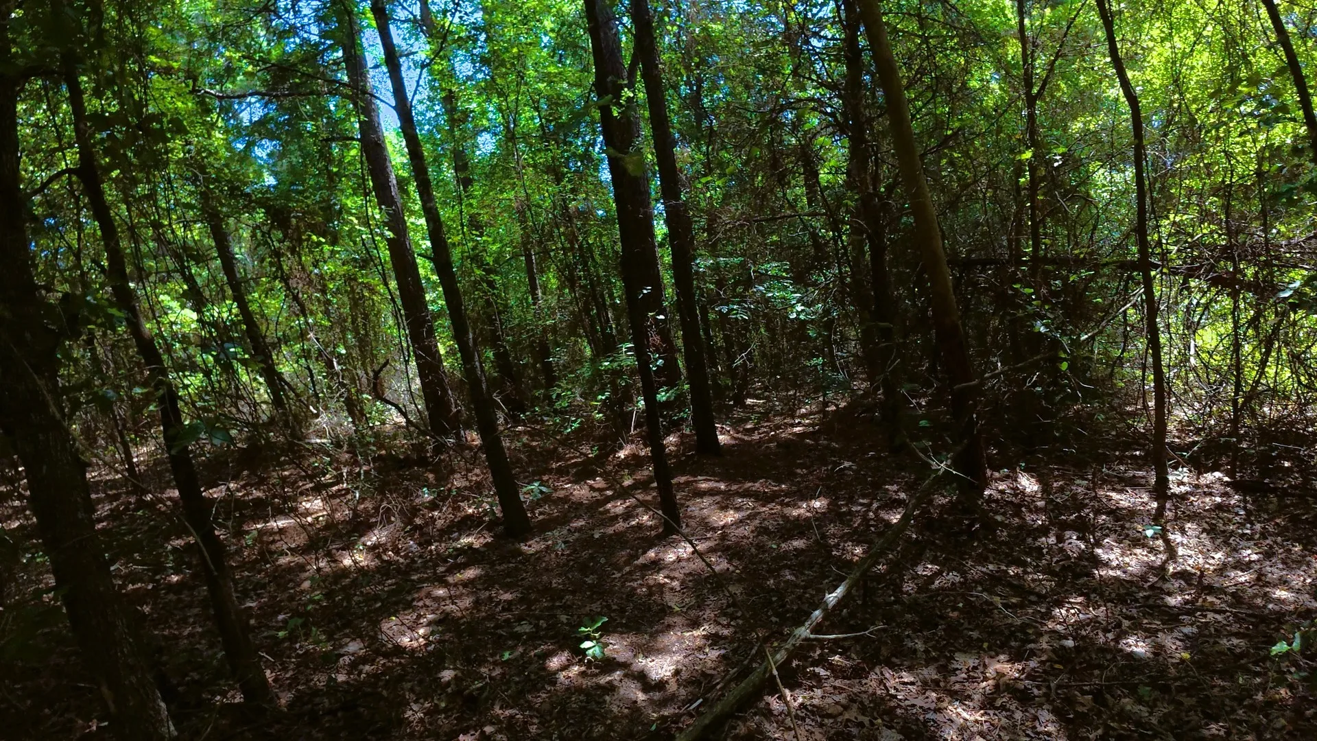 Unimproved Land For Sale in Camp County , TBD40 CR 4244, Pittsburg, Texas 75686, 0, 0, Garage spaces, 0 Sqft, built in 0, mls#21351401, Real Estate Agent in Pittsburg, Homes For Sale in Camp county, Homes For Sale in Pittsburg, Realtor in Pittsburg Texas, Real Estate Brokerage Independent Realty Texas, Luminita Cordes Realtor