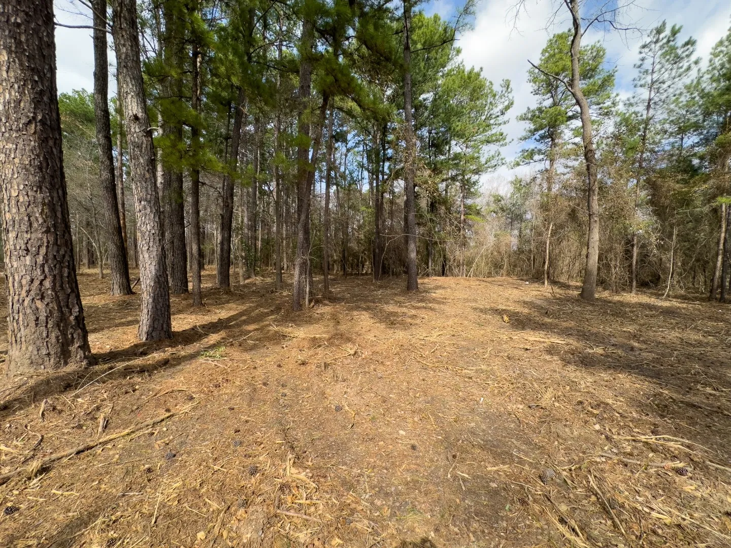 Unimproved Land For Sale in Gregg County , 3363 Fm 349, Kilgore, Texas 75662, 0, 0, Garage spaces, 0 Sqft, built in 0, Price $295,000, mls#21351426, Real Estate Agent in Kilgore, Homes For Sale in Gregg county, Homes For Sale in Kilgore, Realtor in Kilgore Texas, Real Estate Brokerage Independent Realty Texas, Luminita Cordes Realtor