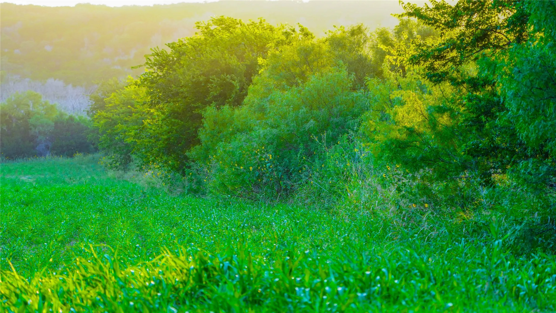 Unimproved Land For Sale in Bosque County , UNK Fm 1991, Meridian, Texas 76665, 0, 0, Garage spaces, 0 Sqft, built in 0, mls#21346641, Real Estate Agent in Meridian, Homes For Sale in Bosque county, Homes For Sale in Meridian, Realtor in Meridian Texas, Real Estate Brokerage Independent Realty Texas, Luminita Cordes Realtor