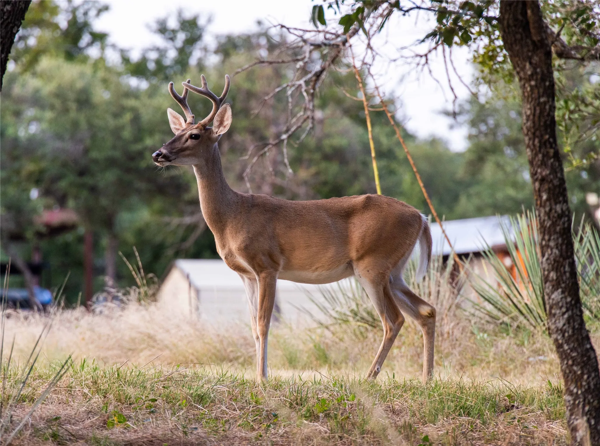 Texas living at it's finest, where whitetail bucks of all sizes, are frequent visitors.