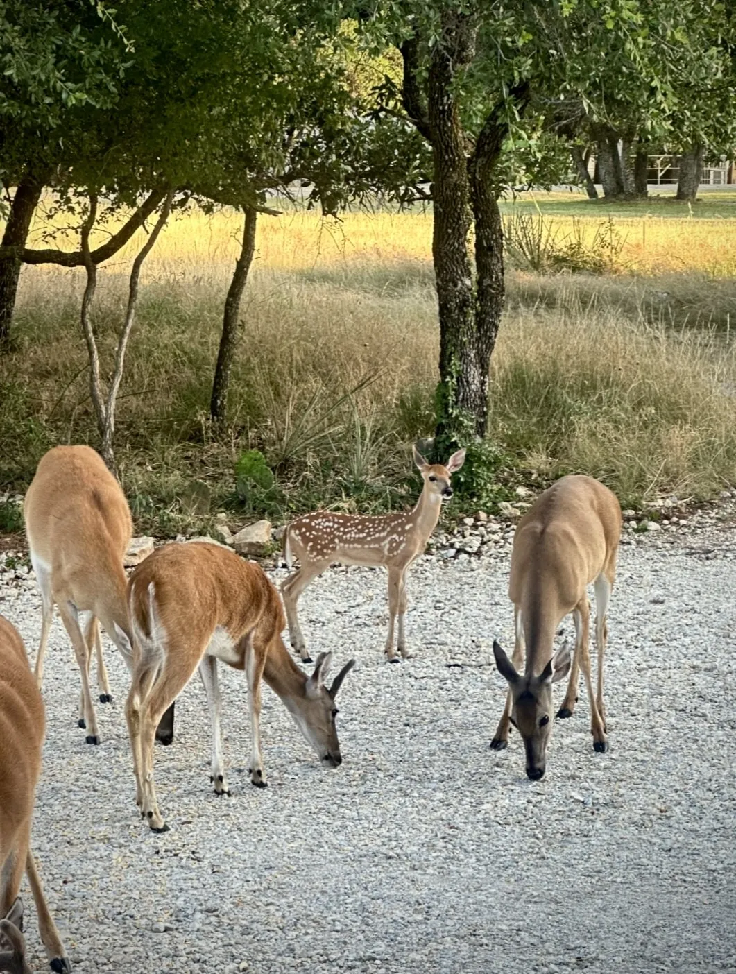 Nature is part of everyday life, with whitetail deer often wandering through the property.