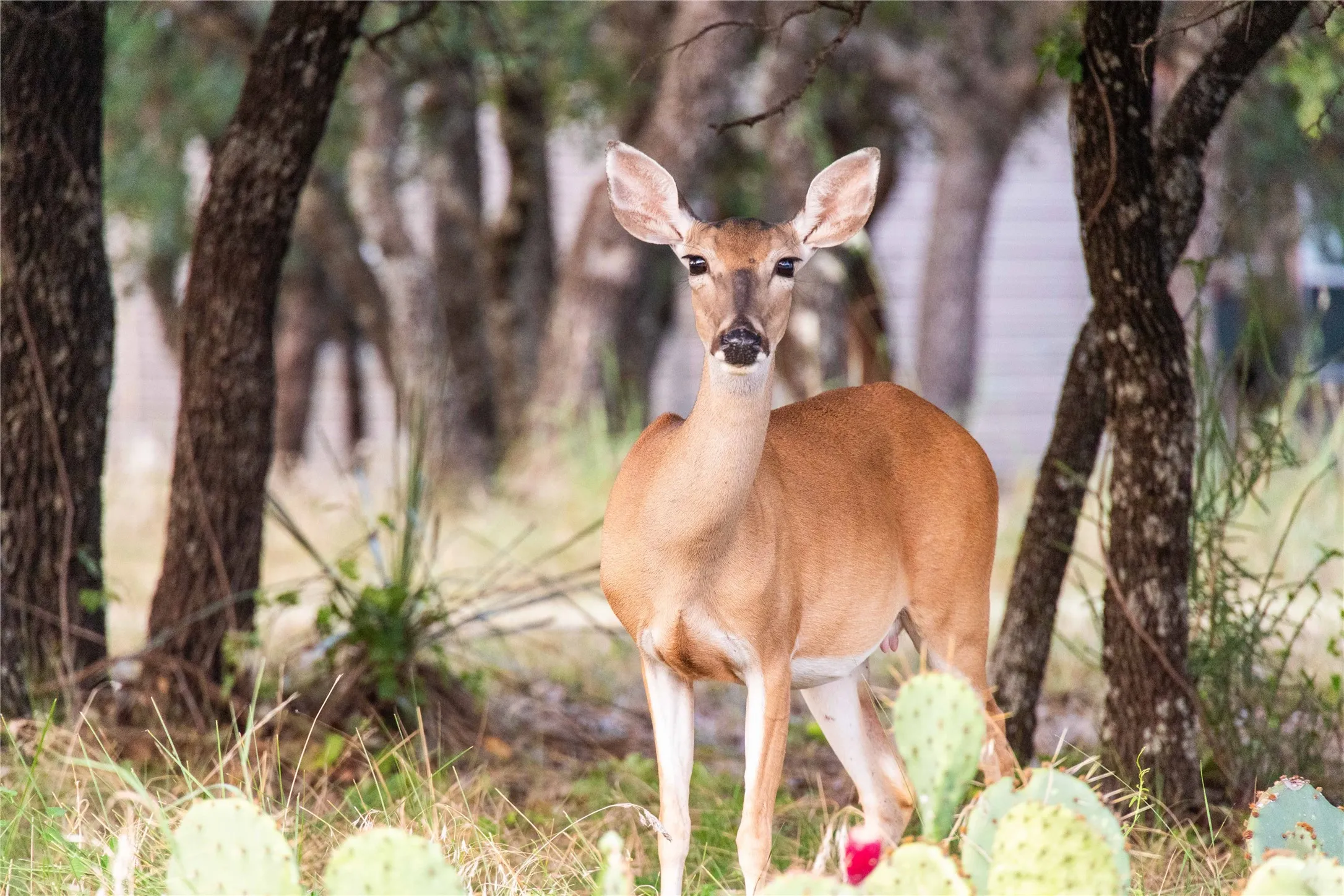 Frequent visits from local wildlife