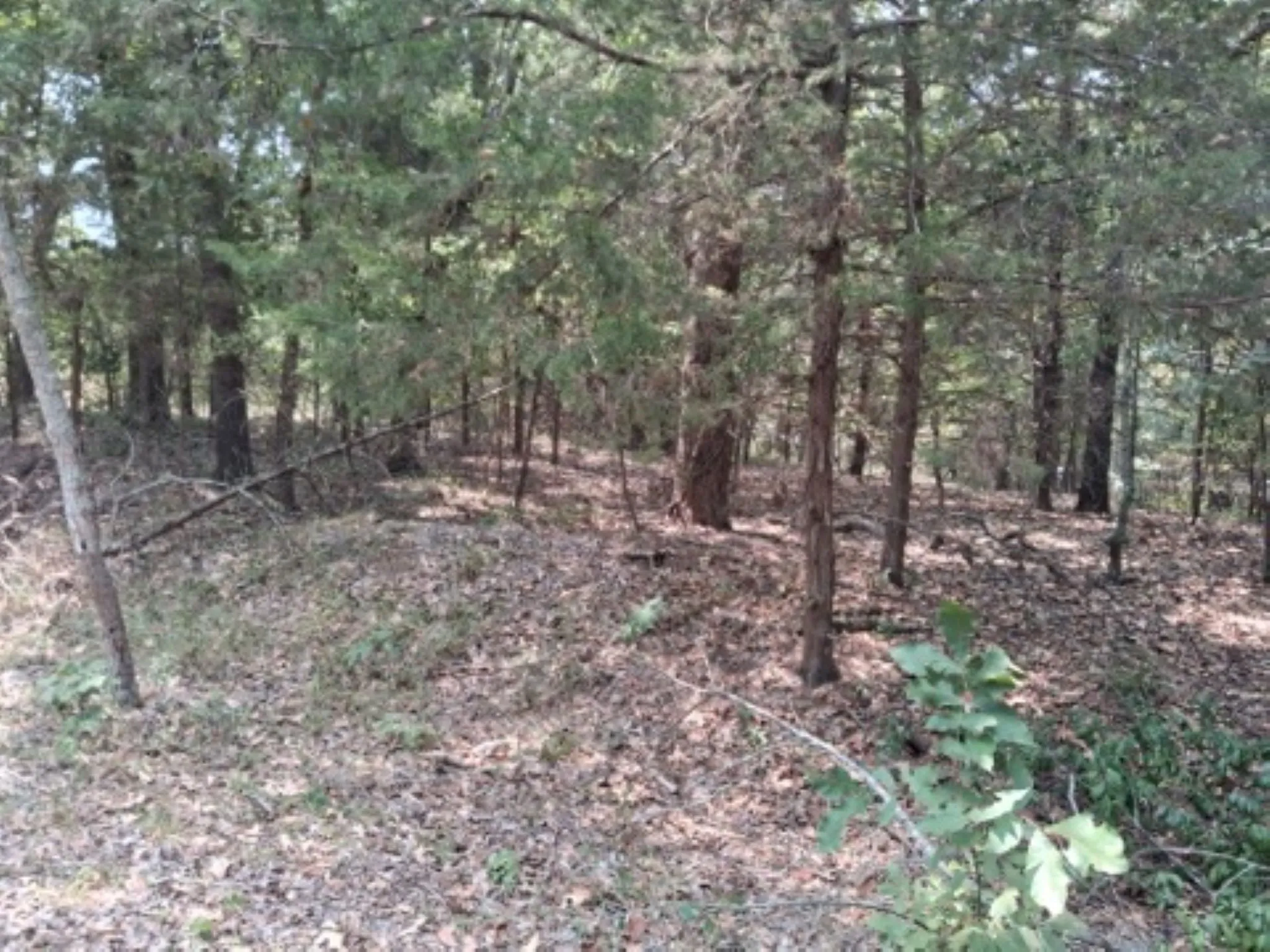 Heavily treed lot