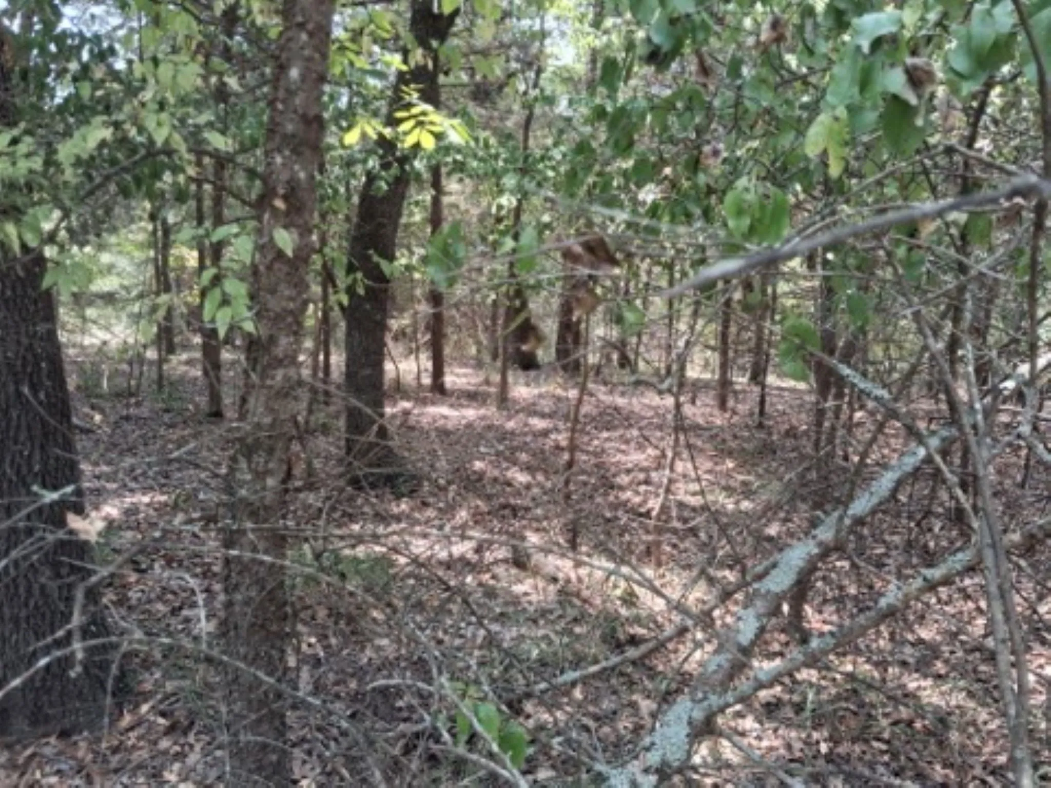 possible lake views after clearing