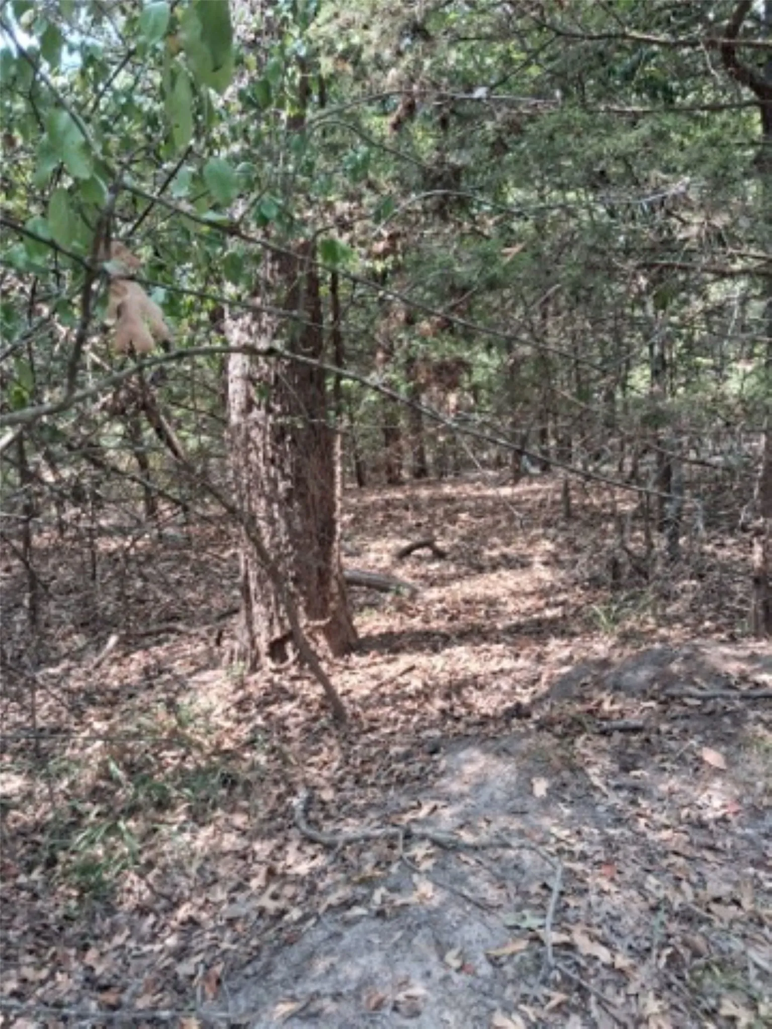 Variety of trees on the property