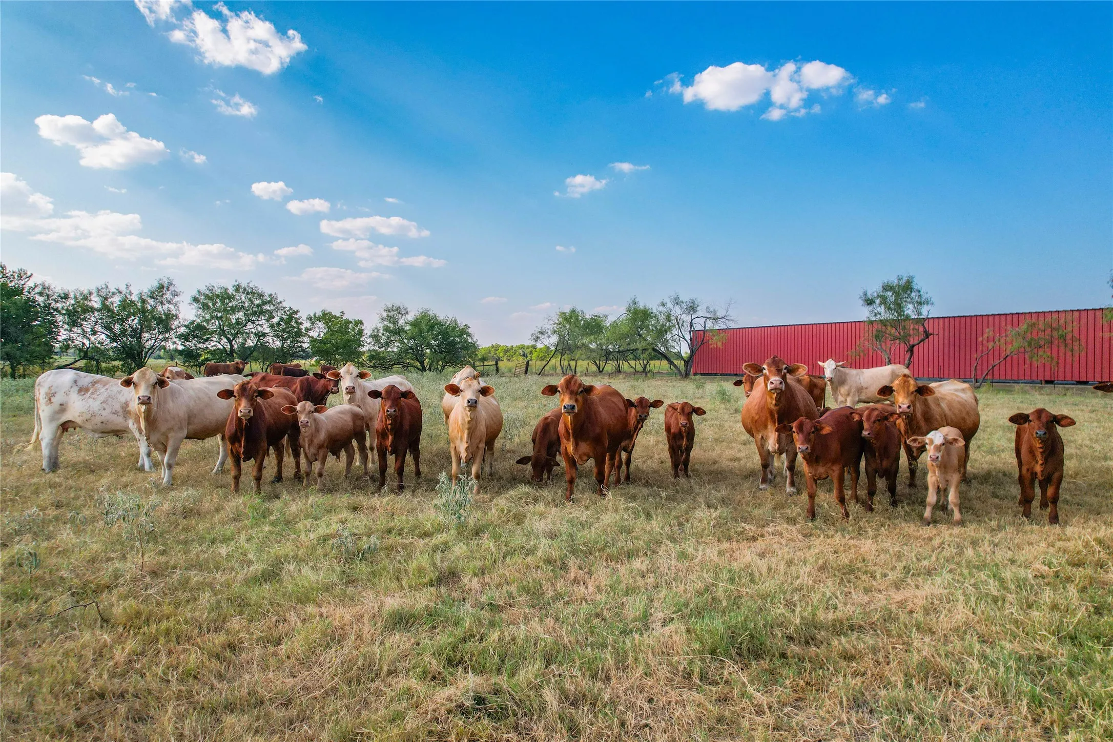Single Family Residence For Sale in Limestone County , 1829 W FM 1246, Thornton, Texas 76687, 3 Bedrooms, 3 Bathrooms, Garage spaces, 2,512 Sqft, built in 1993, Price $1,650,000, mls#21352515, Real Estate Agent in Thornton, Homes For Sale in Limestone county, Homes For Sale in Thornton, Realtor in Thornton Texas, Real Estate Brokerage Independent Realty Texas, Luminita Cordes Realtor