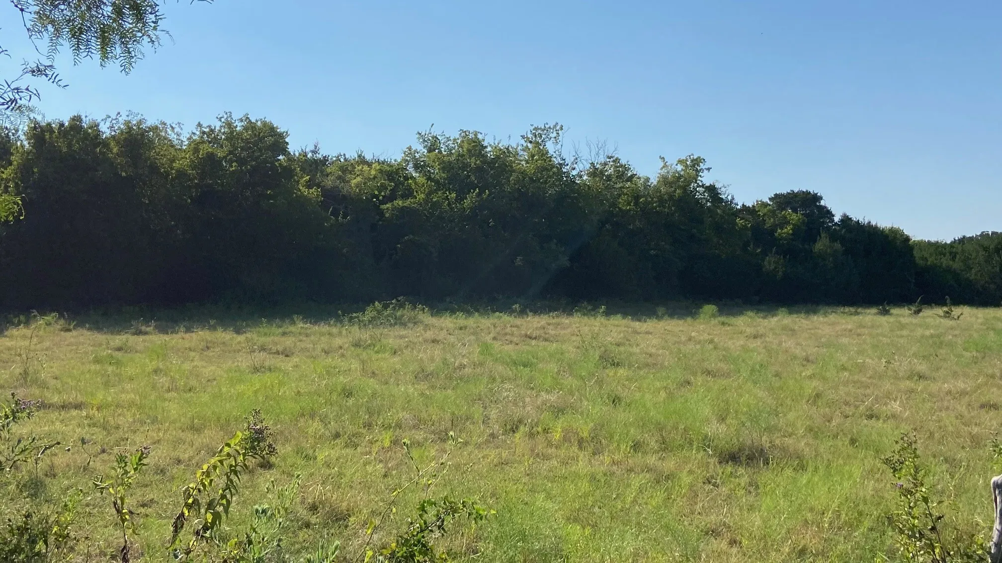 There are a lot of trees on one side of property.
