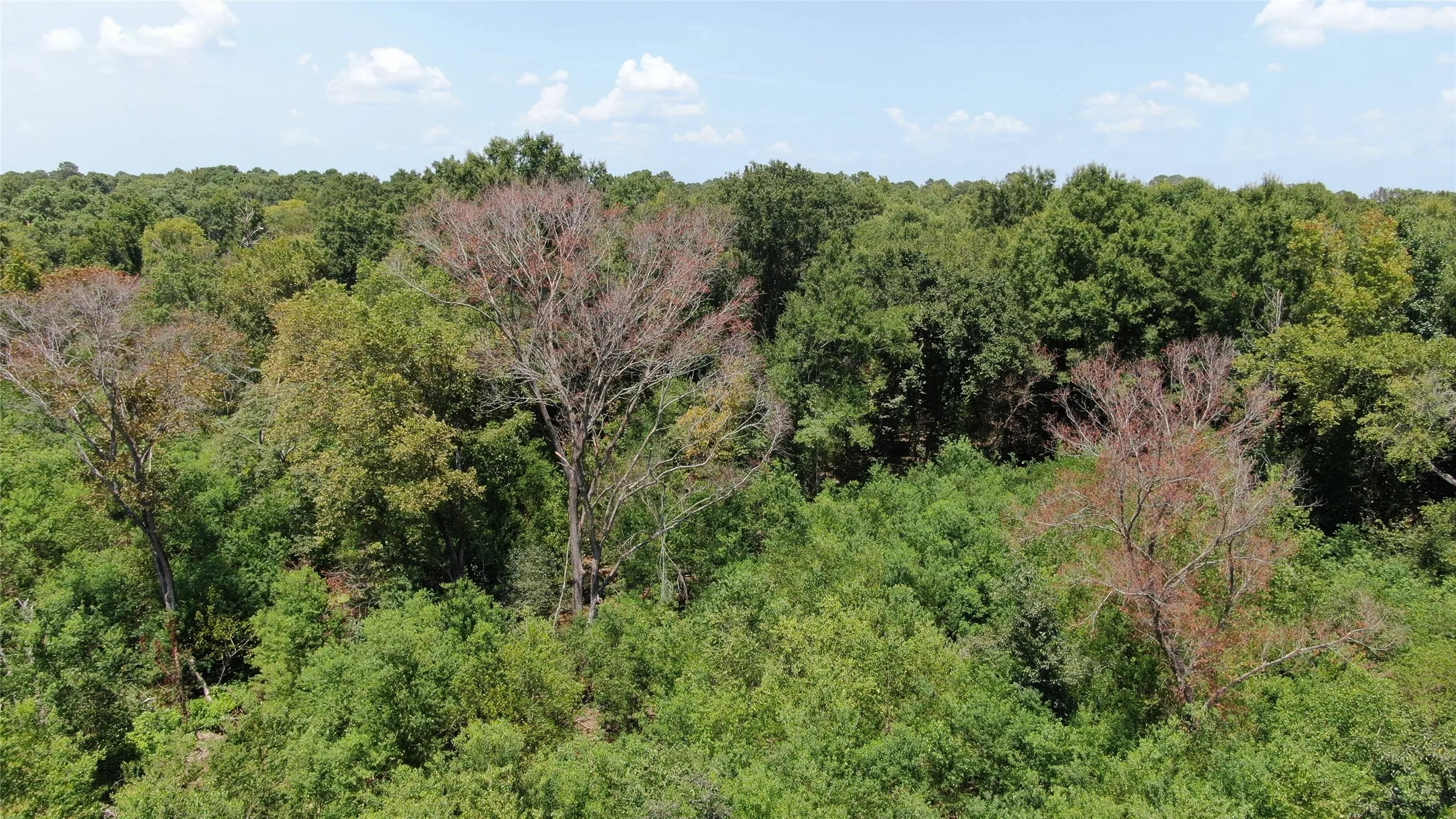 Unimproved Land For Sale in Henderson County , 0 Big Eddy Road, Chandler, Texas 75758, 0, 0, Garage spaces, 0 Sqft, built in 0, mls#21353268, Real Estate Agent in Chandler, Homes For Sale in Henderson county, Homes For Sale in Chandler, Realtor in Chandler Texas, Real Estate Brokerage Independent Realty Texas, Luminita Cordes Realtor