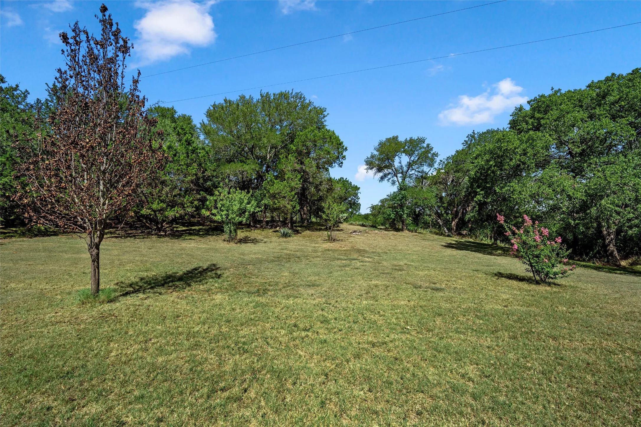Expansive grassy terrain with mature trees and a flowering shrub