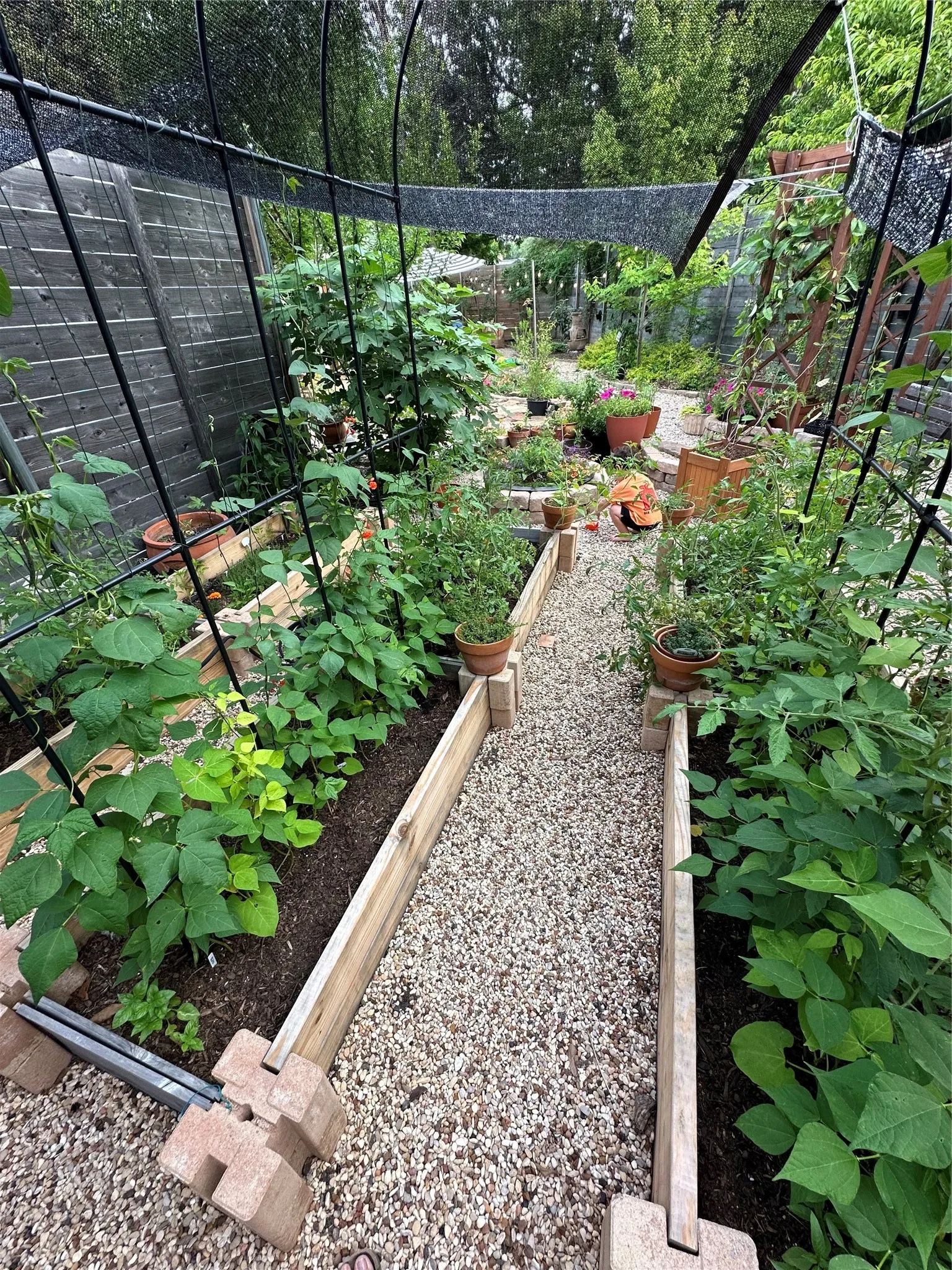 Expansive garden area featuring raised wooden planting beds, a gravel pathway, mature plantings, and a black mesh overhead canopy