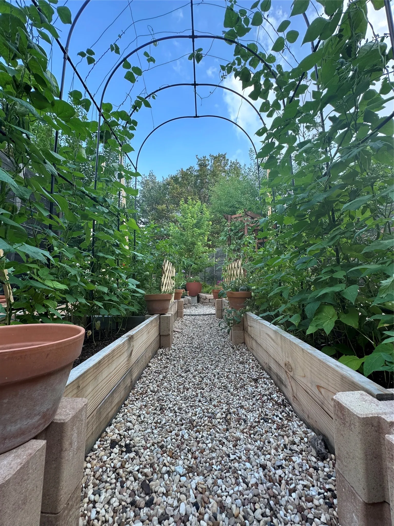 Gravel pathway flanked by raised garden beds, established plant growth, and an arched metal trellis