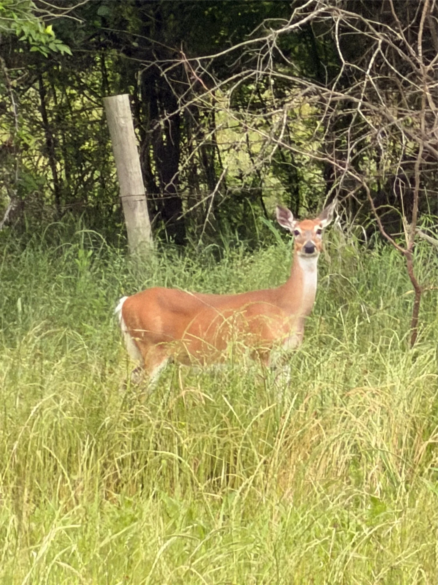 Unimproved Land For Sale in Henderson County , 309 Grand View Drive, Athens, Texas 75752, 0, 0, Garage spaces, 0 Sqft, built in 0, Price $195,000, mls#21353302, Real Estate Agent in Athens, Homes For Sale in Henderson county, Homes For Sale in Athens, Realtor in Athens Texas, Real Estate Brokerage Independent Realty Texas, Luminita Cordes Realtor