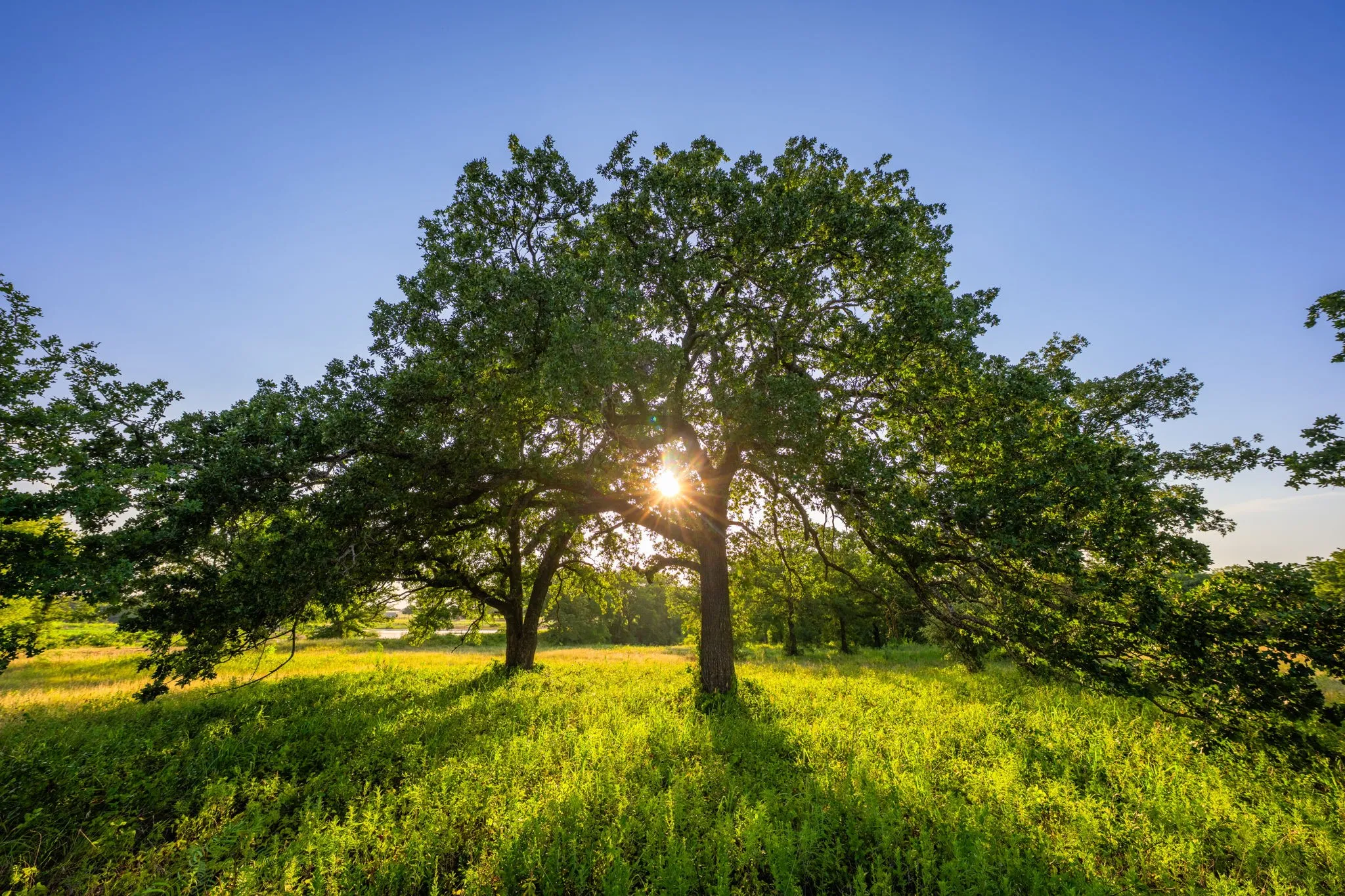Ranch For Sale in Hood County , 8606 Star Hollow Road, Lipan, Texas 76462, 0, 0, Garage spaces, 0 Sqft, built in 0, Price $1,500,000, mls#21353427, Real Estate Agent in Lipan, Homes For Sale in Hood county, Homes For Sale in Lipan, Realtor in Lipan Texas, Real Estate Brokerage Independent Realty Texas, Luminita Cordes Realtor