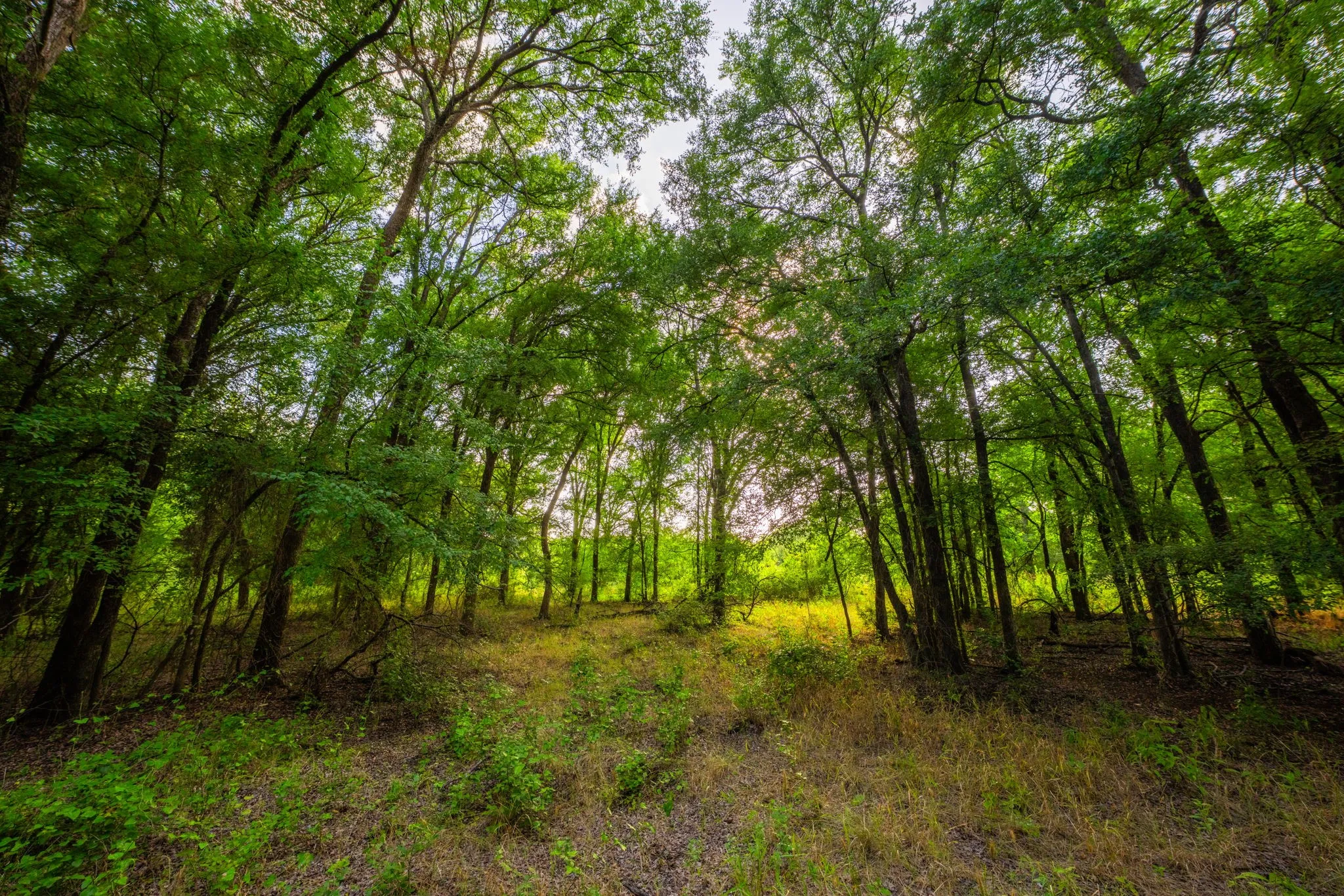 Ranch For Sale in Hood County , 8606 Star Hollow Road, Lipan, Texas 76462, 0, 0, Garage spaces, 0 Sqft, built in 0, Price $1,500,000, mls#21353427, Real Estate Agent in Lipan, Homes For Sale in Hood county, Homes For Sale in Lipan, Realtor in Lipan Texas, Real Estate Brokerage Independent Realty Texas, Luminita Cordes Realtor