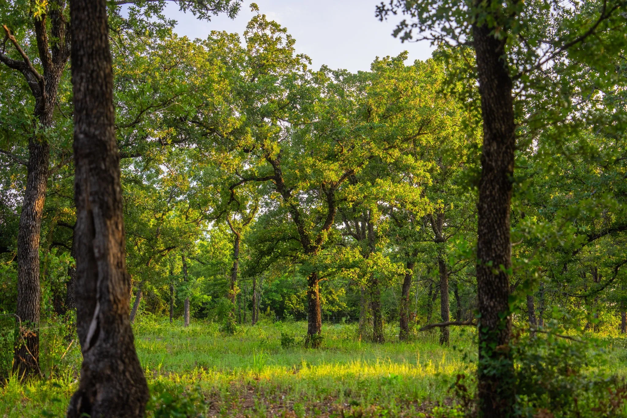 Ranch For Sale in Hood County , 8606 Star Hollow Road, Lipan, Texas 76462, 0, 0, Garage spaces, 0 Sqft, built in 0, Price $1,500,000, mls#21353427, Real Estate Agent in Lipan, Homes For Sale in Hood county, Homes For Sale in Lipan, Realtor in Lipan Texas, Real Estate Brokerage Independent Realty Texas, Luminita Cordes Realtor