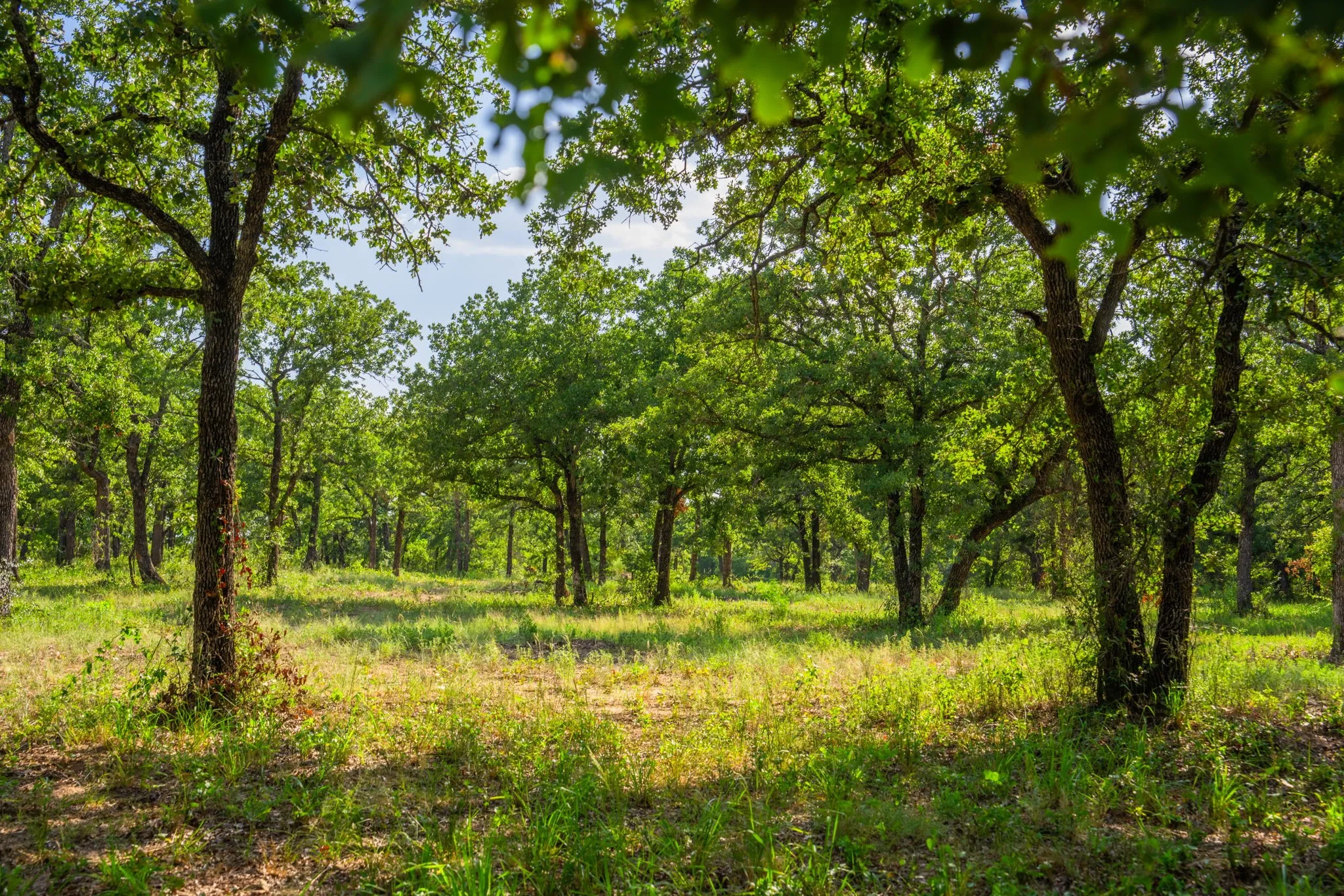Ranch For Sale in Hood County , 8606 Star Hollow Road, Lipan, Texas 76462, 0, 0, Garage spaces, 0 Sqft, built in 0, Price $1,500,000, mls#21353427, Real Estate Agent in Lipan, Homes For Sale in Hood county, Homes For Sale in Lipan, Realtor in Lipan Texas, Real Estate Brokerage Independent Realty Texas, Luminita Cordes Realtor