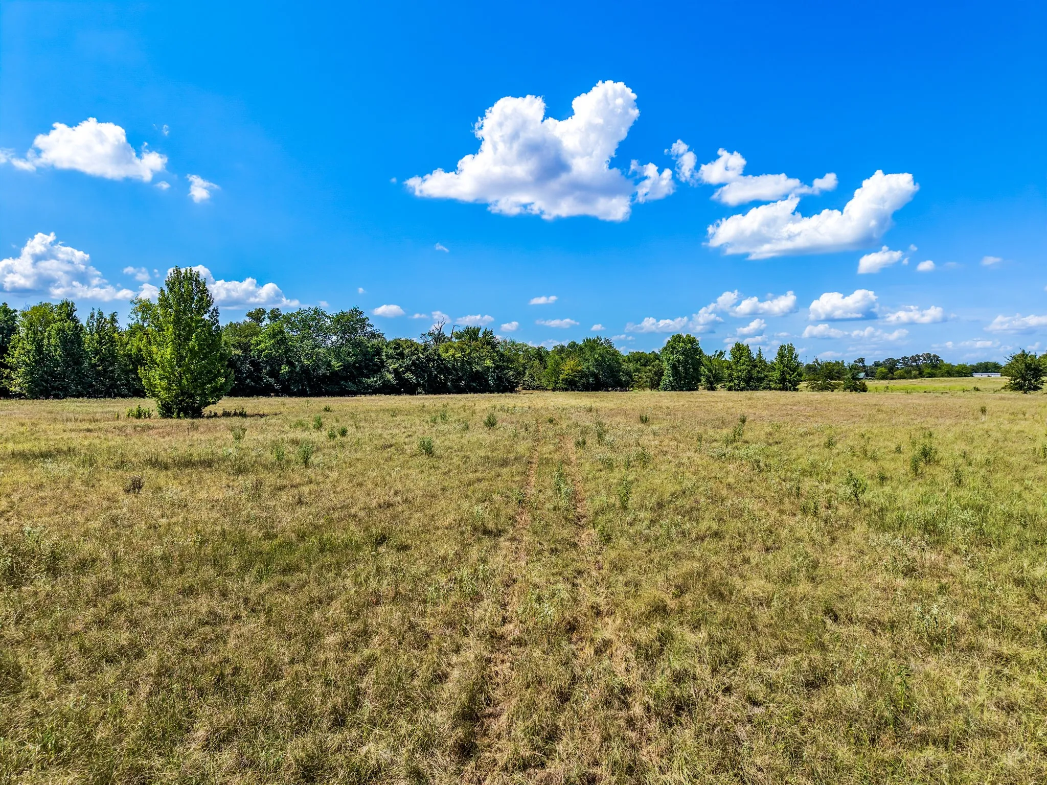 Expansive open field with natural grass and scattered green foliage