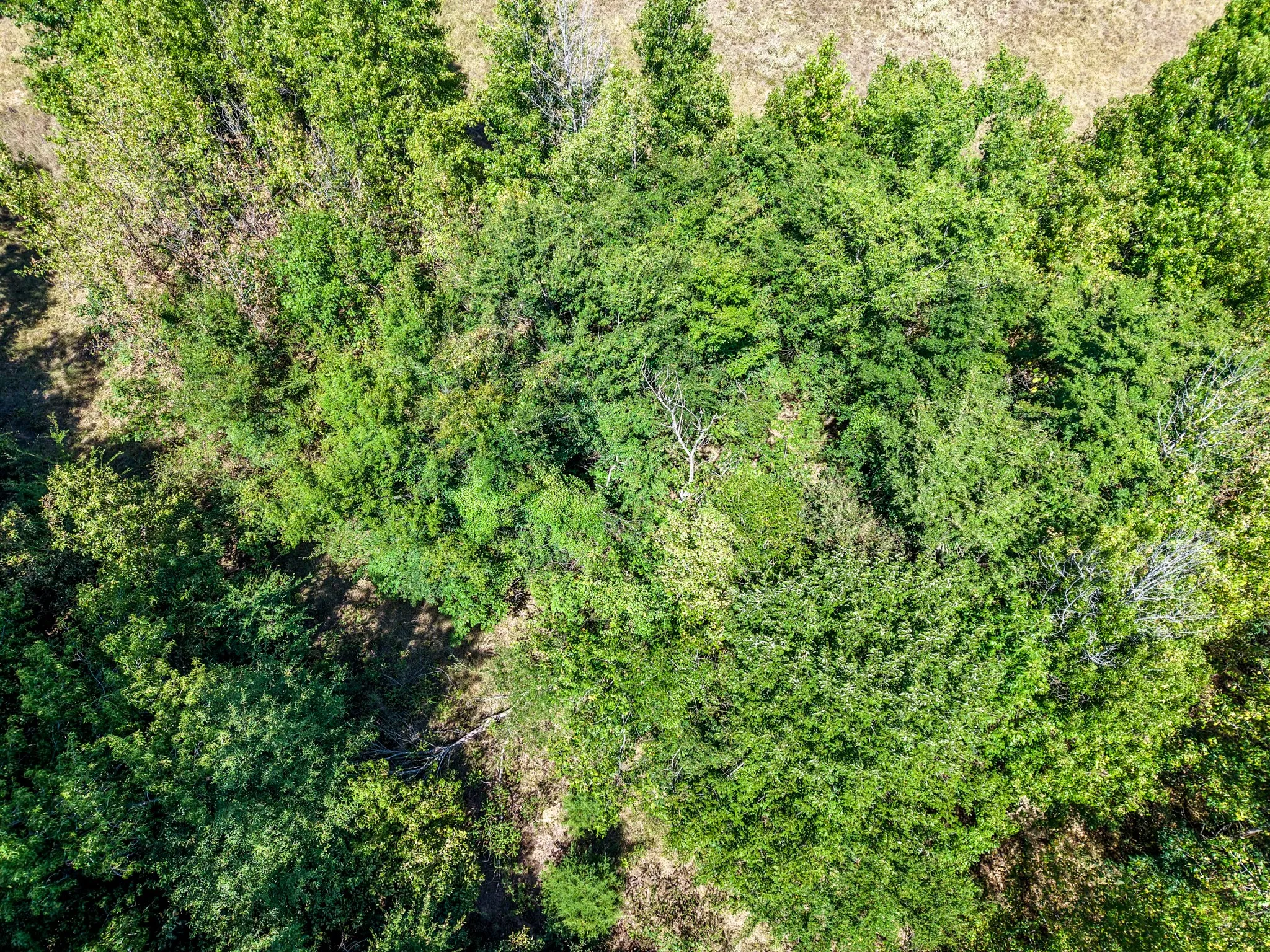Heavily treed property featuring a mix of mature and young trees