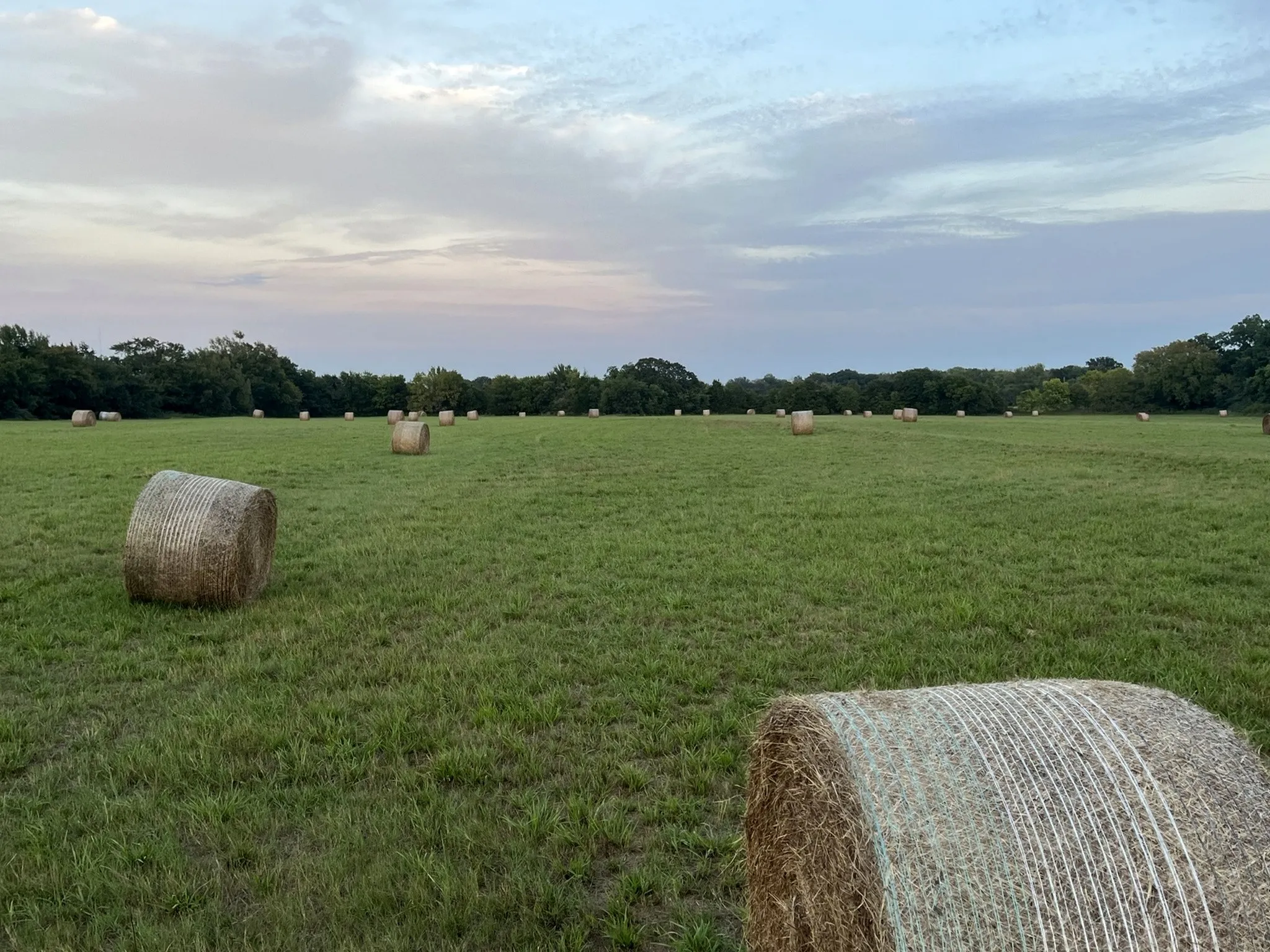 Expansive agricultural field featuring green grass, distant tree line, and numerous hay bales