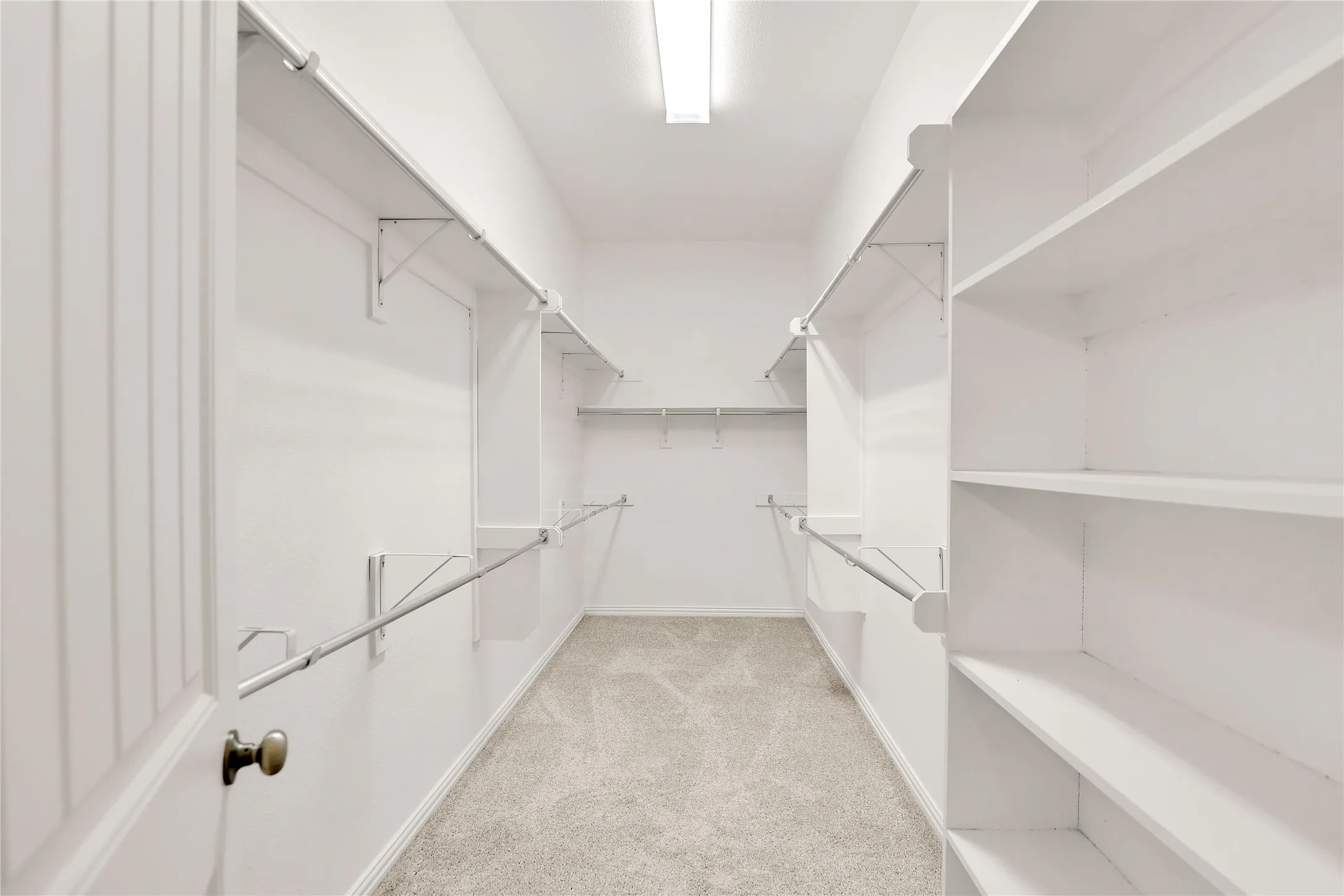 Walk-in closet featuring white built-in shelving, white walls, gray carpet, and overhead lighting