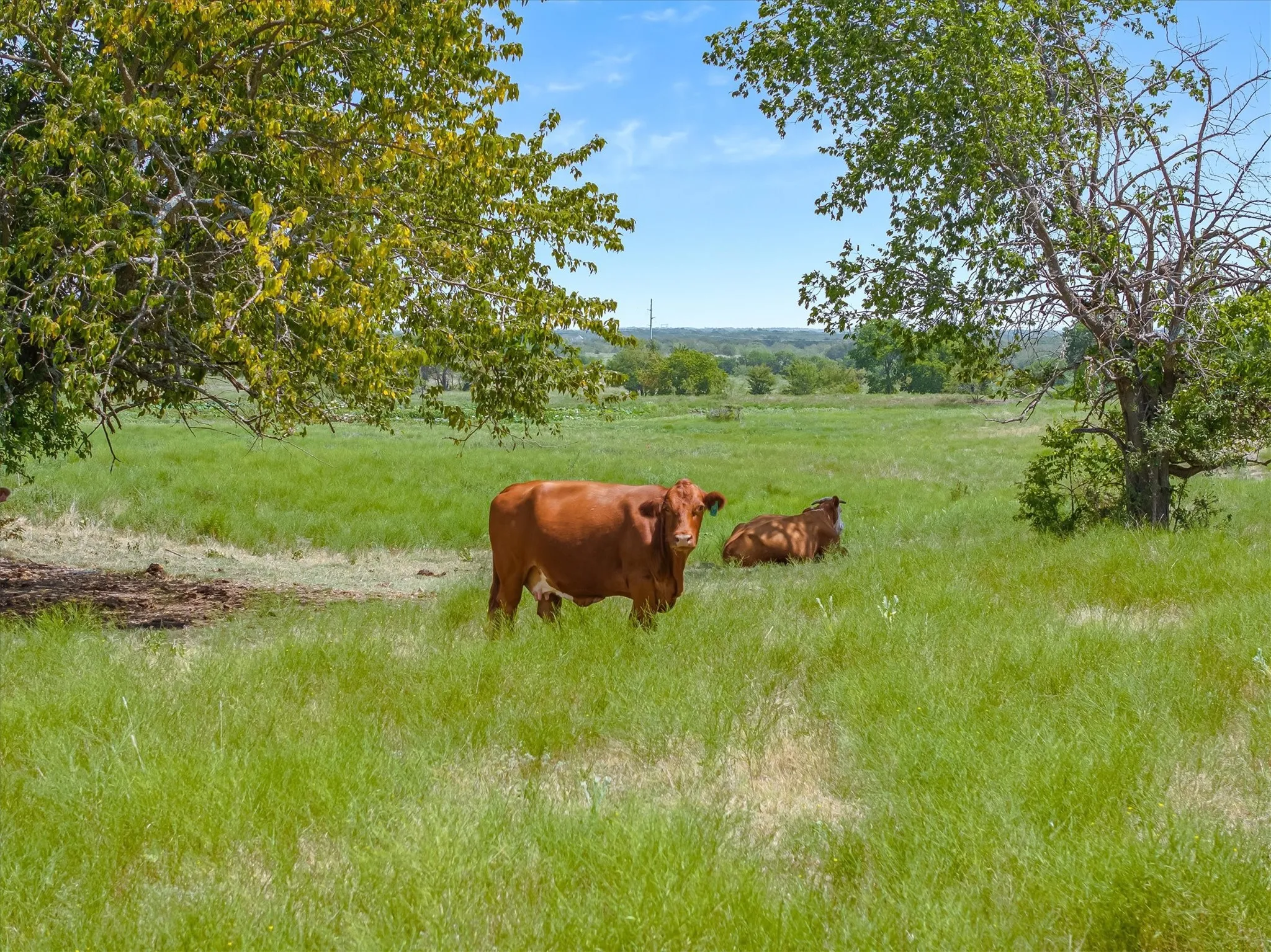 Unimproved Land For Sale in Kaufman County , 5030 N Fm 148, Crandall, Texas 75114, 0, 0, Garage spaces, 0 Sqft, built in 0, mls#21352269, Real Estate Agent in Crandall, Homes For Sale in Kaufman county, Homes For Sale in Crandall, Realtor in Crandall Texas, Real Estate Brokerage Independent Realty Texas, Luminita Cordes Realtor