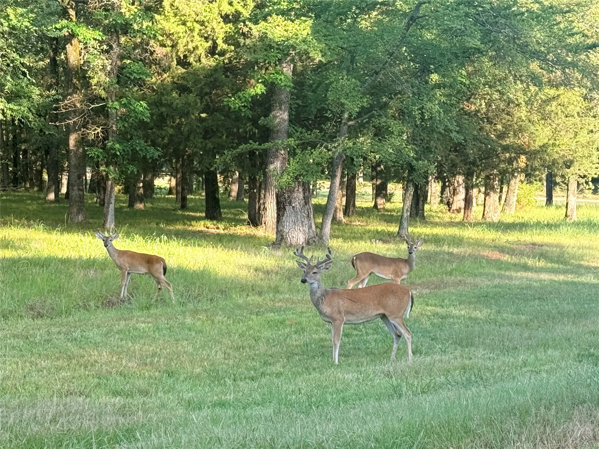 Unimproved Land For Sale in Hunt County , TBD Vintage Shore Drive, Quinlan, Texas 75474, 0, 0, Garage spaces, 0 Sqft, built in 0, mls#21353897, Real Estate Agent in Quinlan, Homes For Sale in Hunt county, Homes For Sale in Quinlan, Realtor in Quinlan Texas, Real Estate Brokerage Independent Realty Texas, Luminita Cordes Realtor
