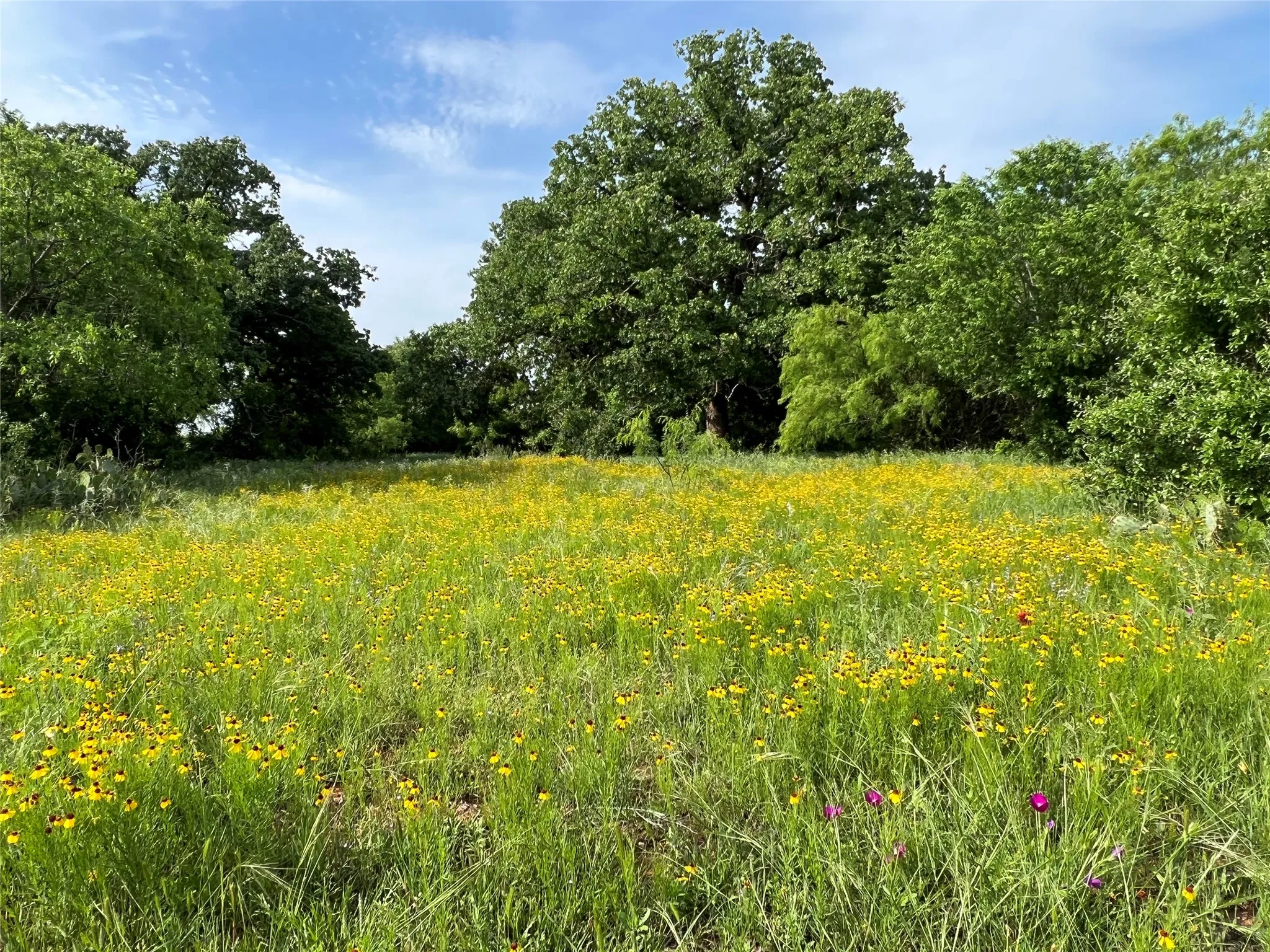 Ranch For Sale in Eastland County , 137 CR, Cisco, Texas 76437, 0, 0, Garage spaces, 0 Sqft, built in 0, mls#21353881, Real Estate Agent in Cisco, Homes For Sale in Eastland county, Homes For Sale in Cisco, Realtor in Cisco Texas, Real Estate Brokerage Independent Realty Texas, Luminita Cordes Realtor