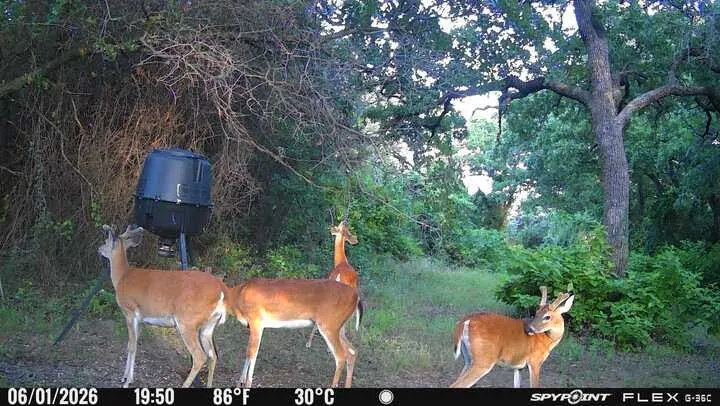Hunting opportunities on property