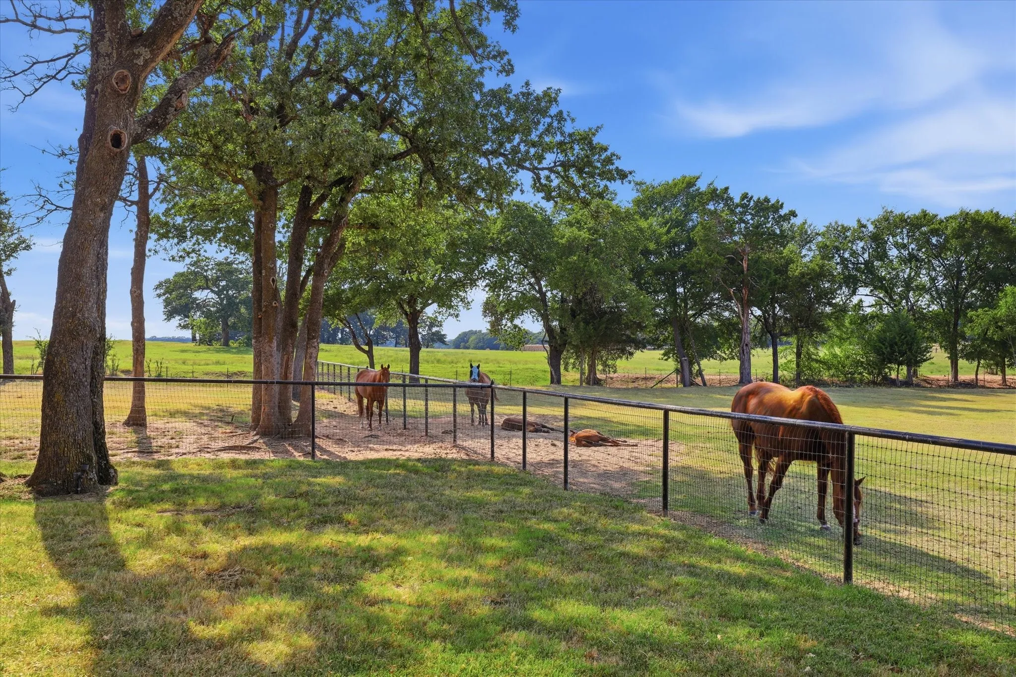Horses