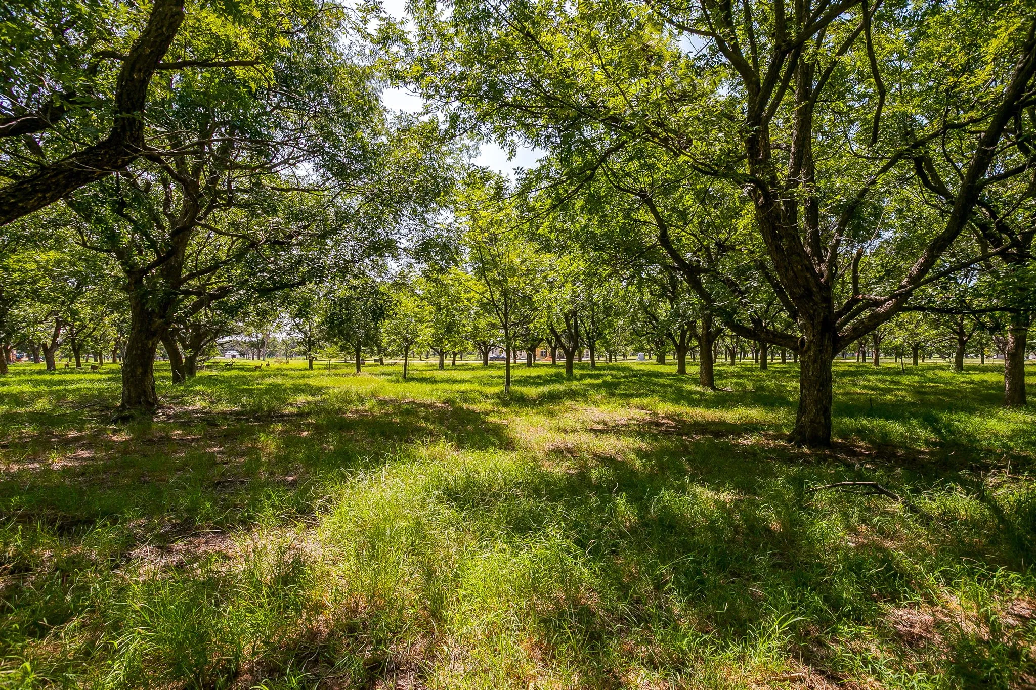 Unimproved Land For Sale in Hood County , 2525 Buckskin Drive, Granbury, Texas 76049, 0, 0, Garage spaces, 0 Sqft, built in 0, Price $240,000, mls#21354480, Real Estate Agent in Granbury, Homes For Sale in Hood county, Homes For Sale in Granbury, Realtor in Granbury Texas, Real Estate Brokerage Independent Realty Texas, Luminita Cordes Realtor