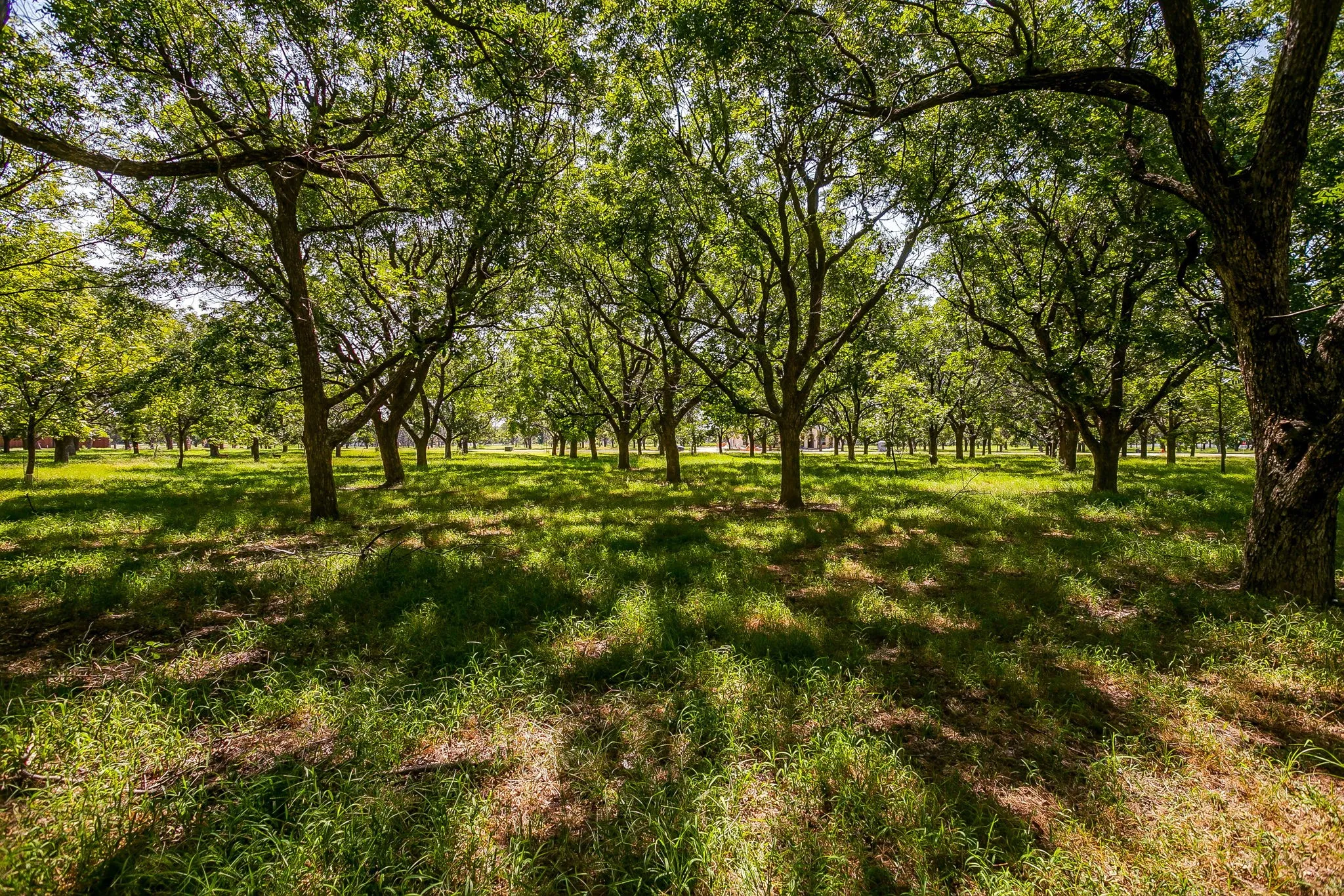Unimproved Land For Sale in Hood County , 2525 Buckskin Drive, Granbury, Texas 76049, 0, 0, Garage spaces, 0 Sqft, built in 0, Price $240,000, mls#21354480, Real Estate Agent in Granbury, Homes For Sale in Hood county, Homes For Sale in Granbury, Realtor in Granbury Texas, Real Estate Brokerage Independent Realty Texas, Luminita Cordes Realtor
