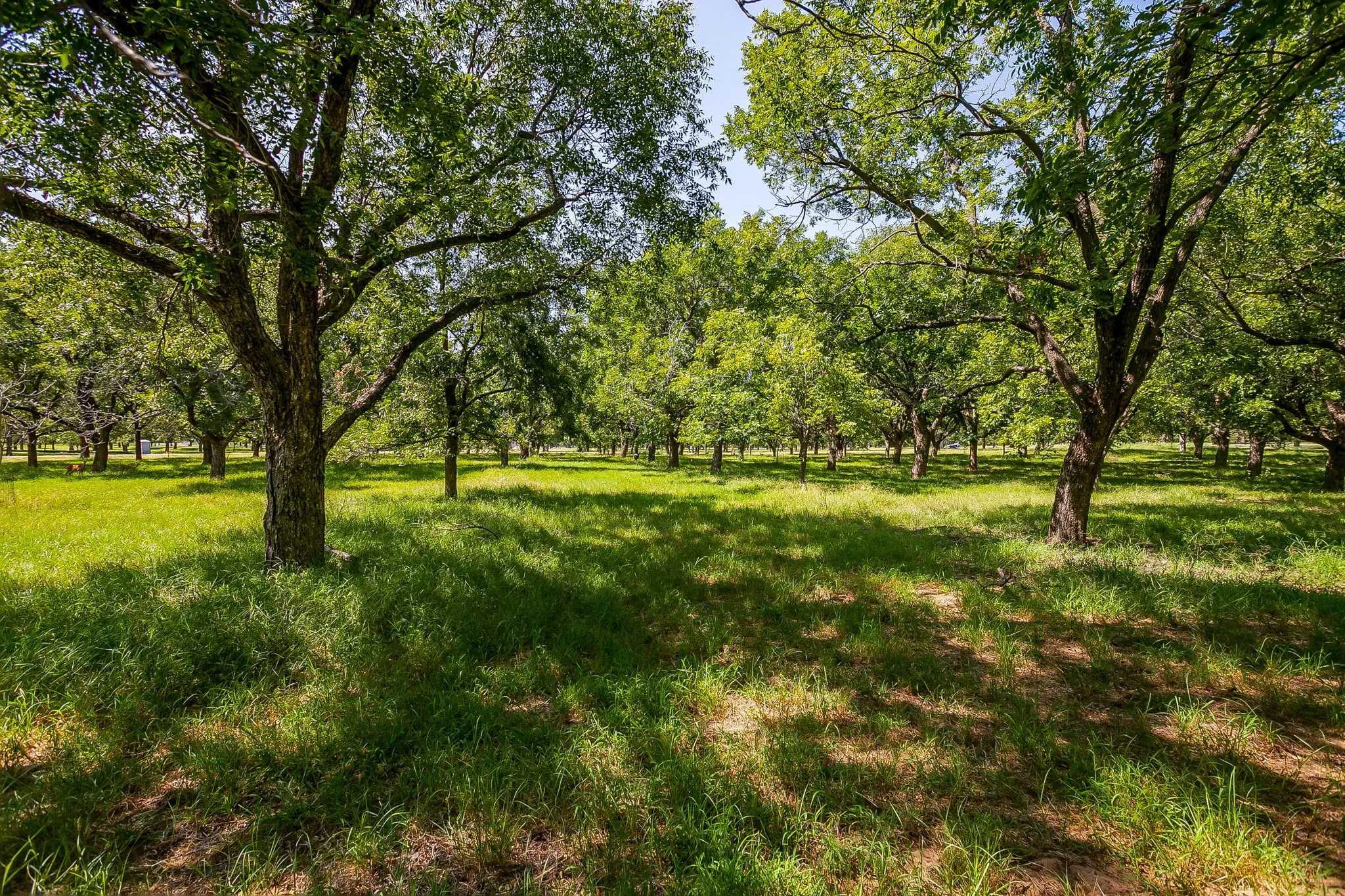 Unimproved Land For Sale in Hood County , 2525 Buckskin Drive, Granbury, Texas 76049, 0, 0, Garage spaces, 0 Sqft, built in 0, Price $240,000, mls#21354480, Real Estate Agent in Granbury, Homes For Sale in Hood county, Homes For Sale in Granbury, Realtor in Granbury Texas, Real Estate Brokerage Independent Realty Texas, Luminita Cordes Realtor