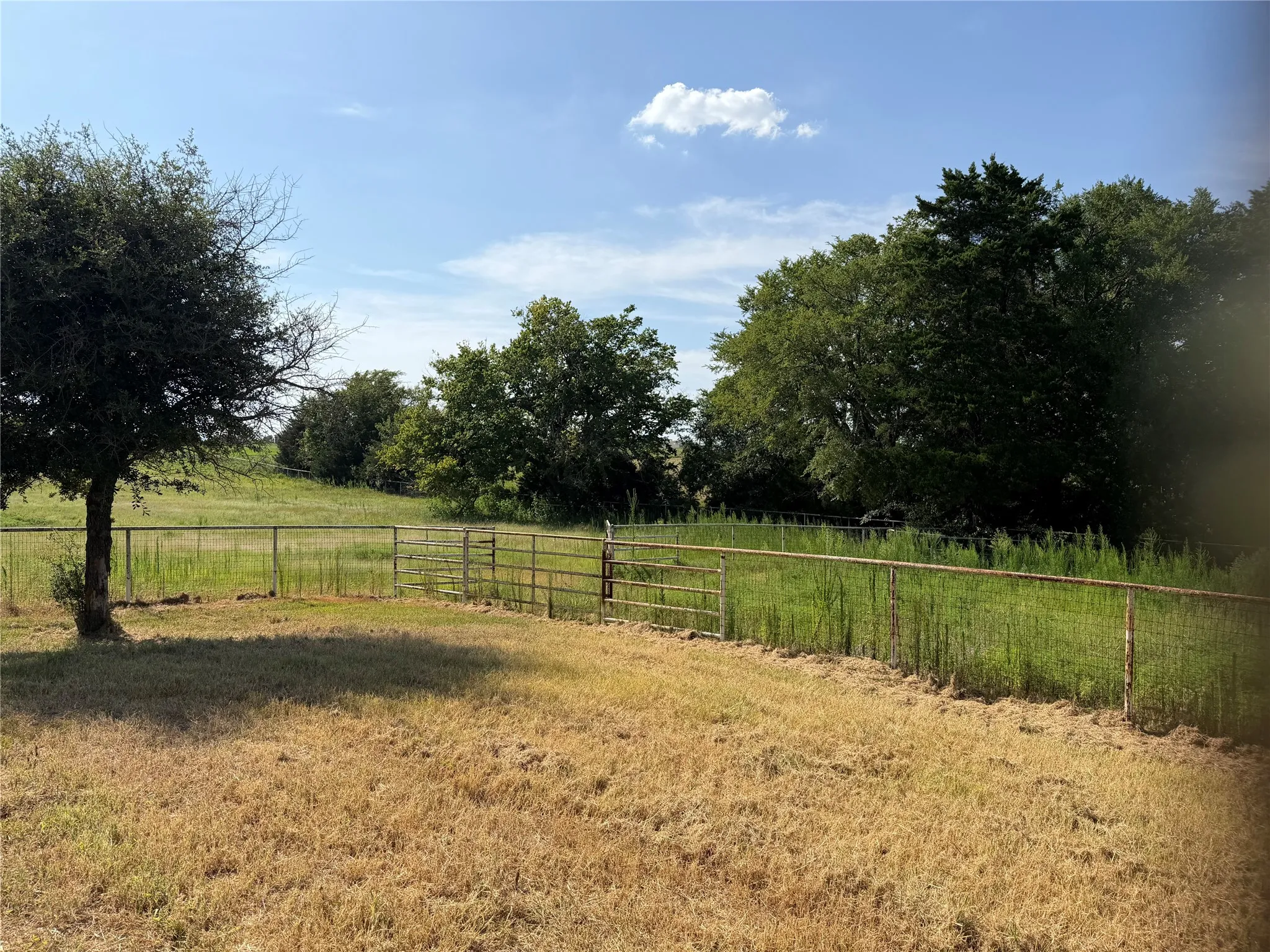 Heavy coastal grass in pastures - great for livestock!
