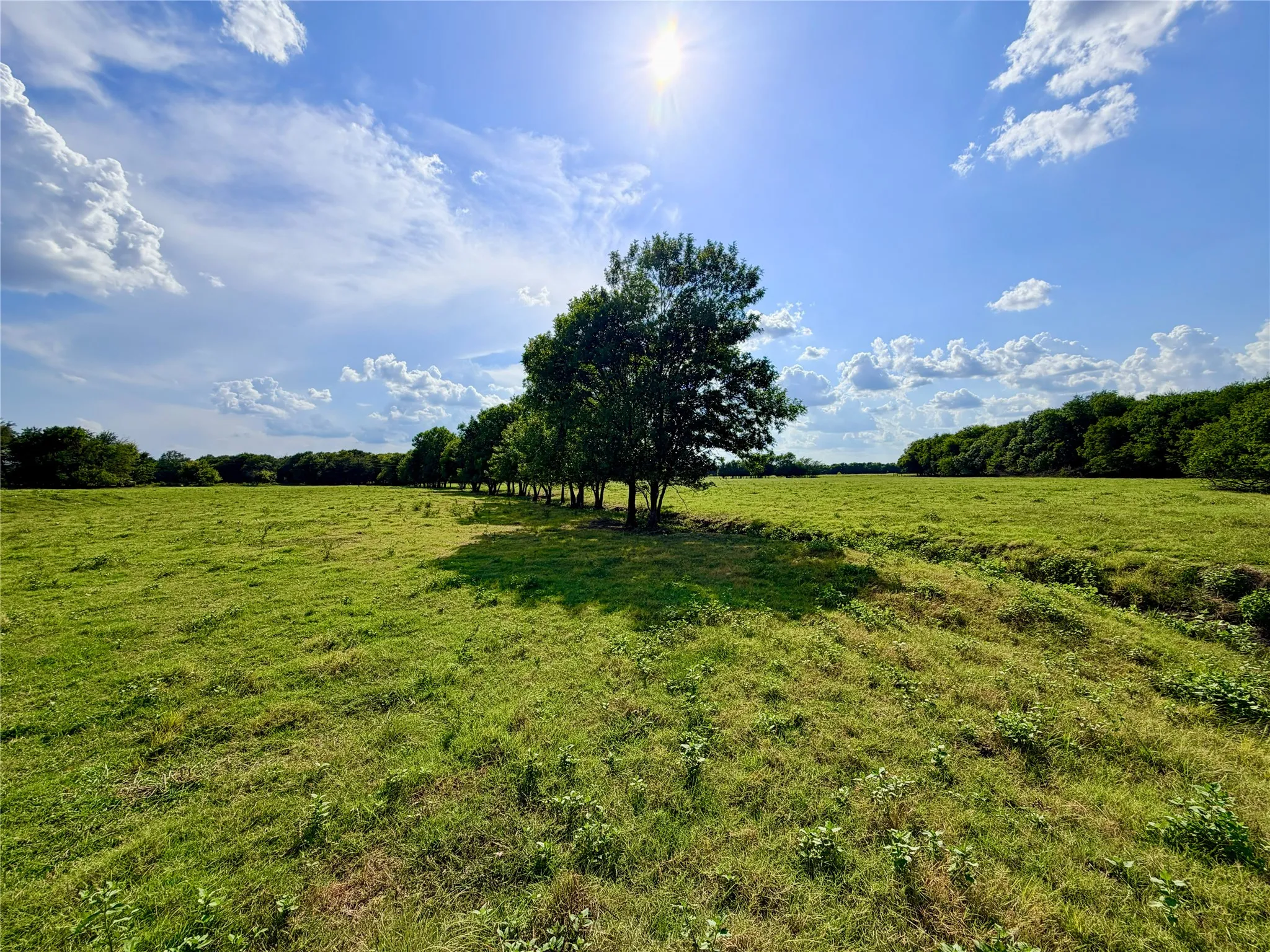 Wide-open spaces with scattered trees, seasonal creeks and wildlife.