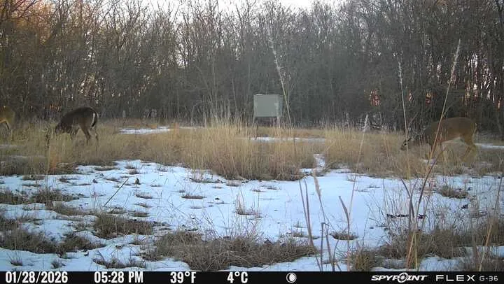 Deer on property this January