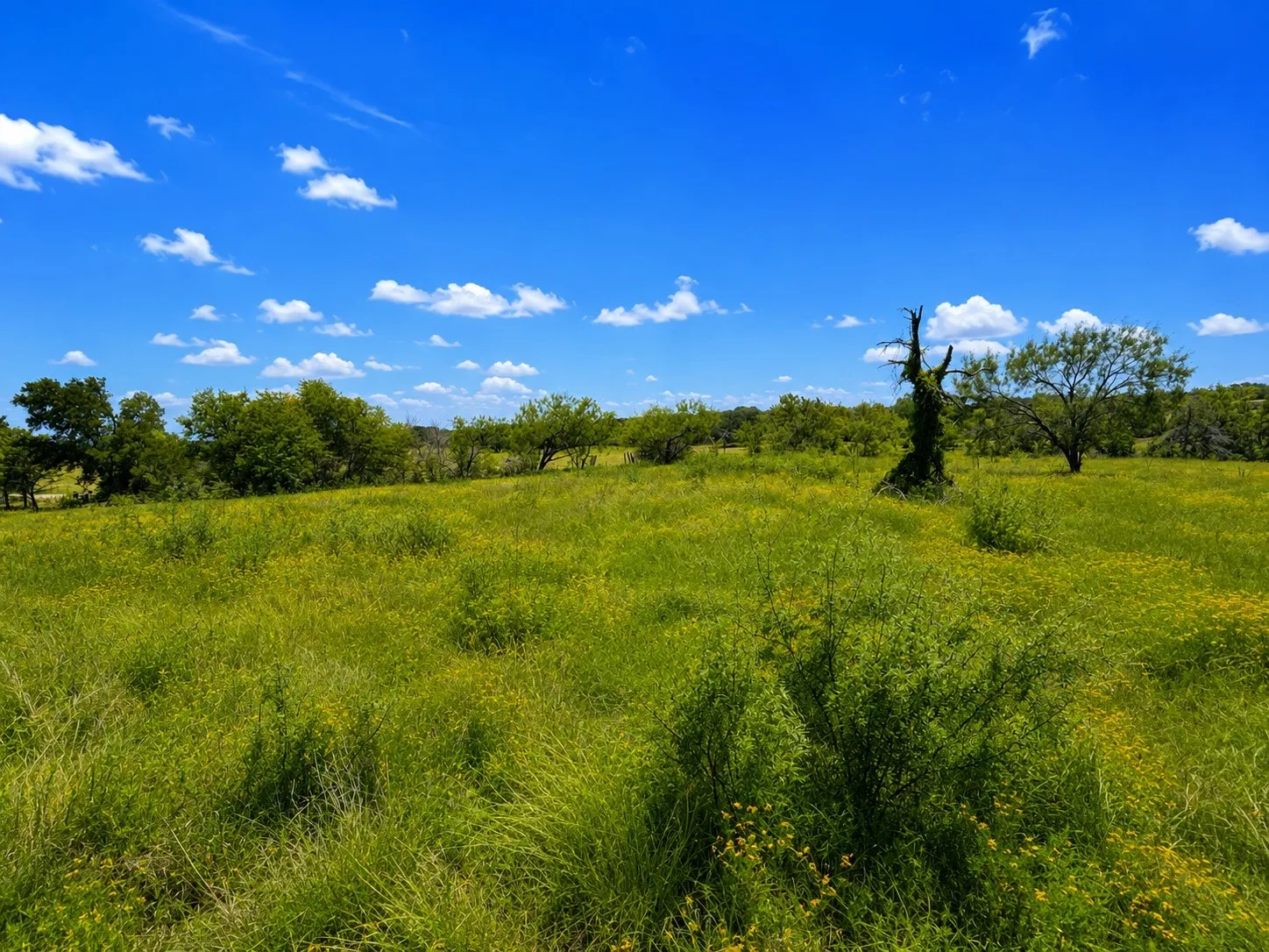 Expansive natural landscape featuring varied green foliage, a clear blue sky, and scattered trees
