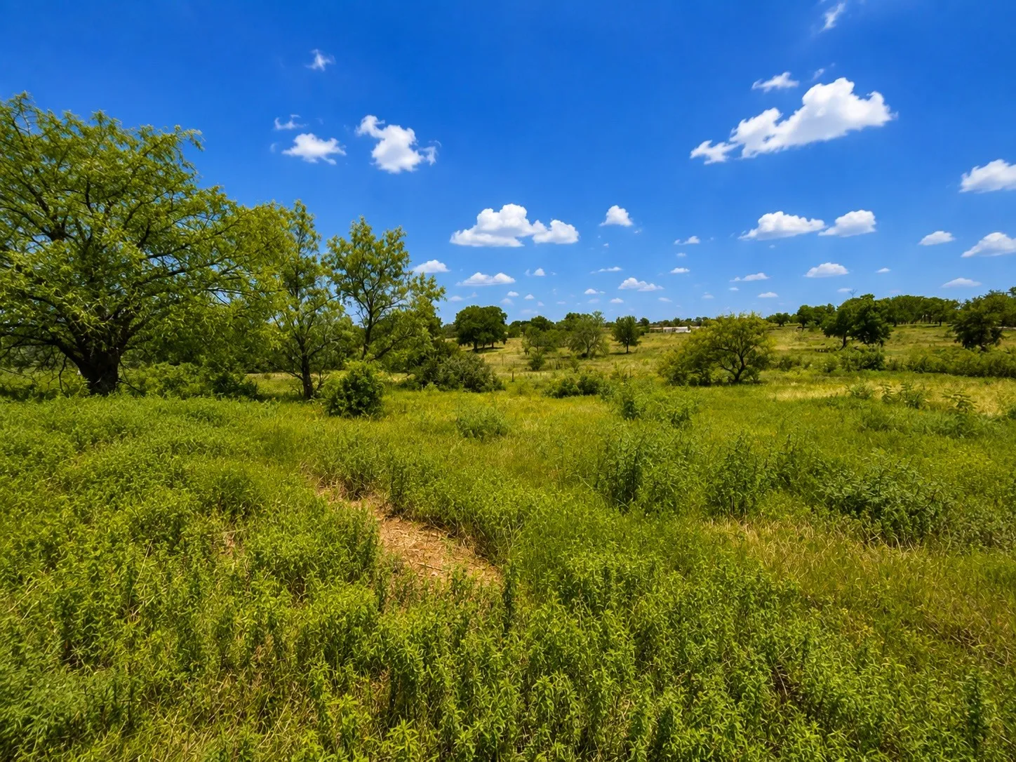 Expansive green landscape featuring mature trees and varied foliage