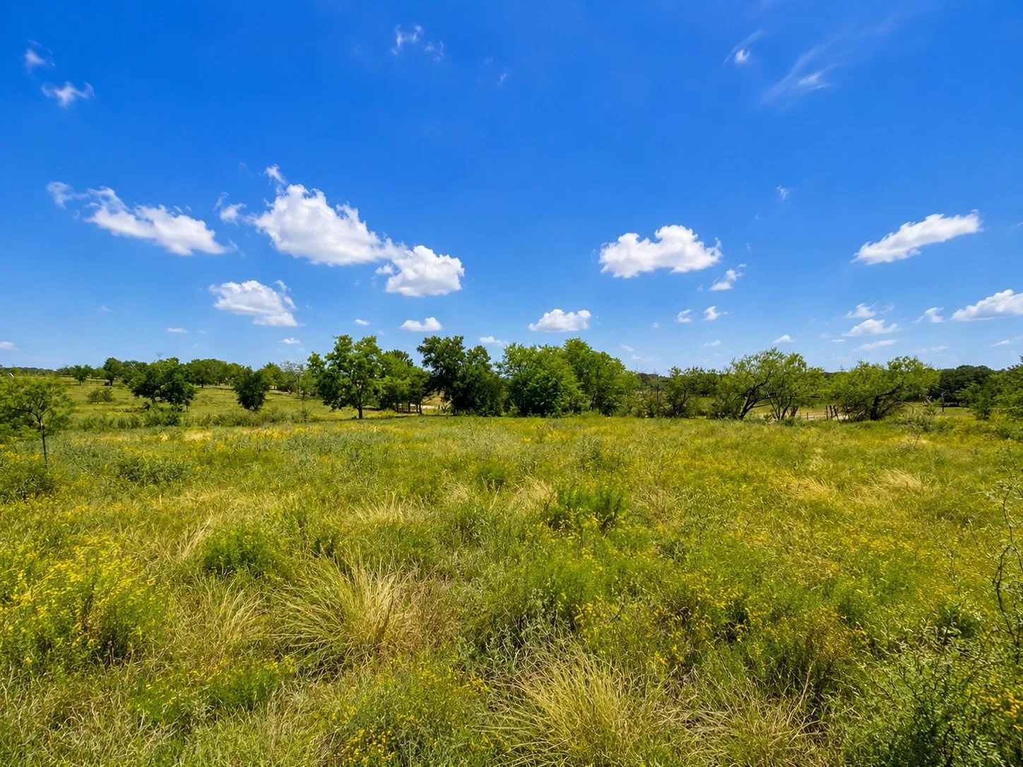 Expansive open terrain with natural grasses and scattered trees